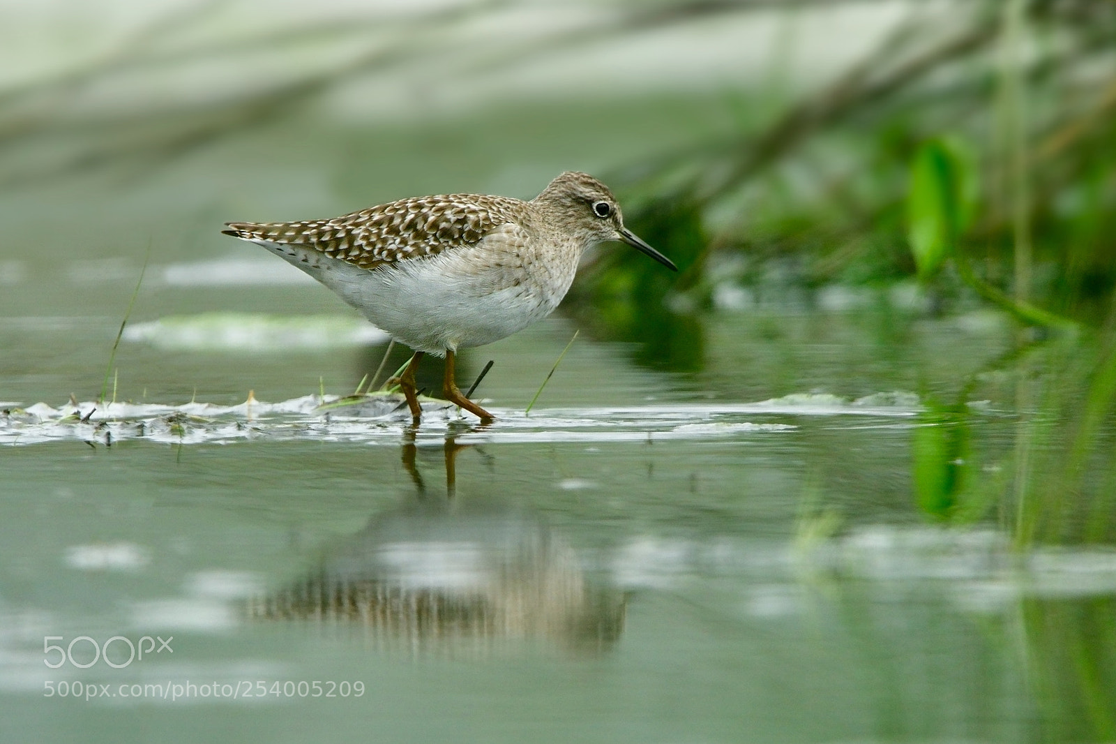 Nikon D850 sample photo. Wood sandpiper/tringa glareola photography