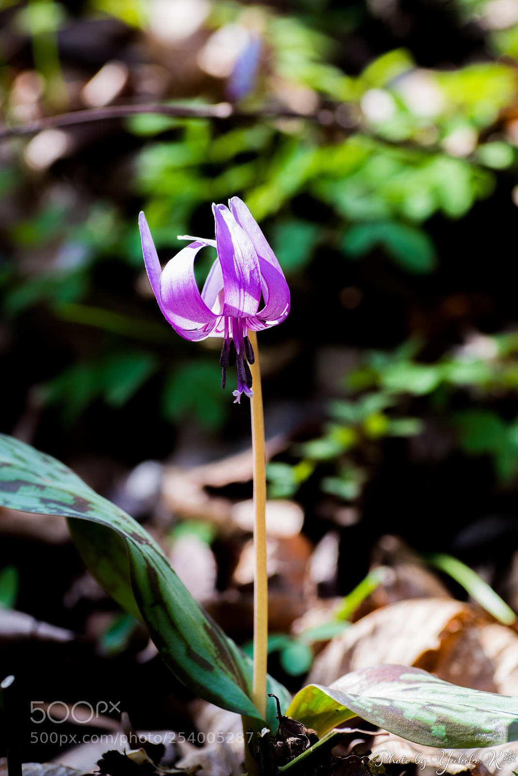 Pentax K-S2 sample photo. Dogtooth violet photography