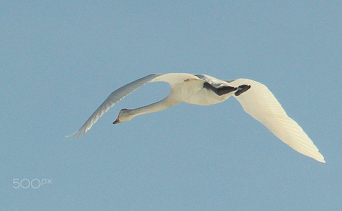 Canon EOS 700D (EOS Rebel T5i / EOS Kiss X7i) sample photo. Over flight. photography
