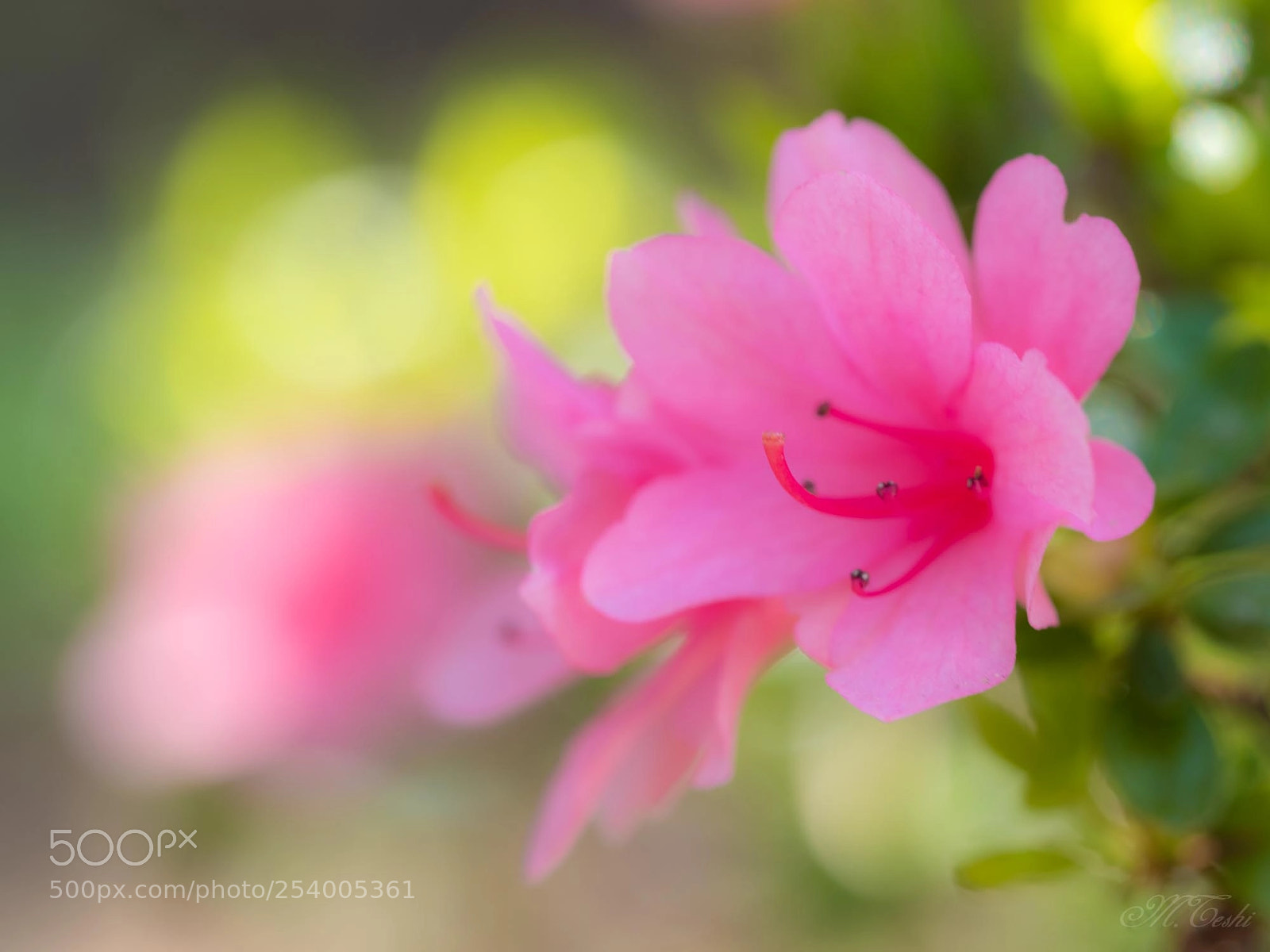 Olympus PEN-F sample photo. Satuki azalea photography