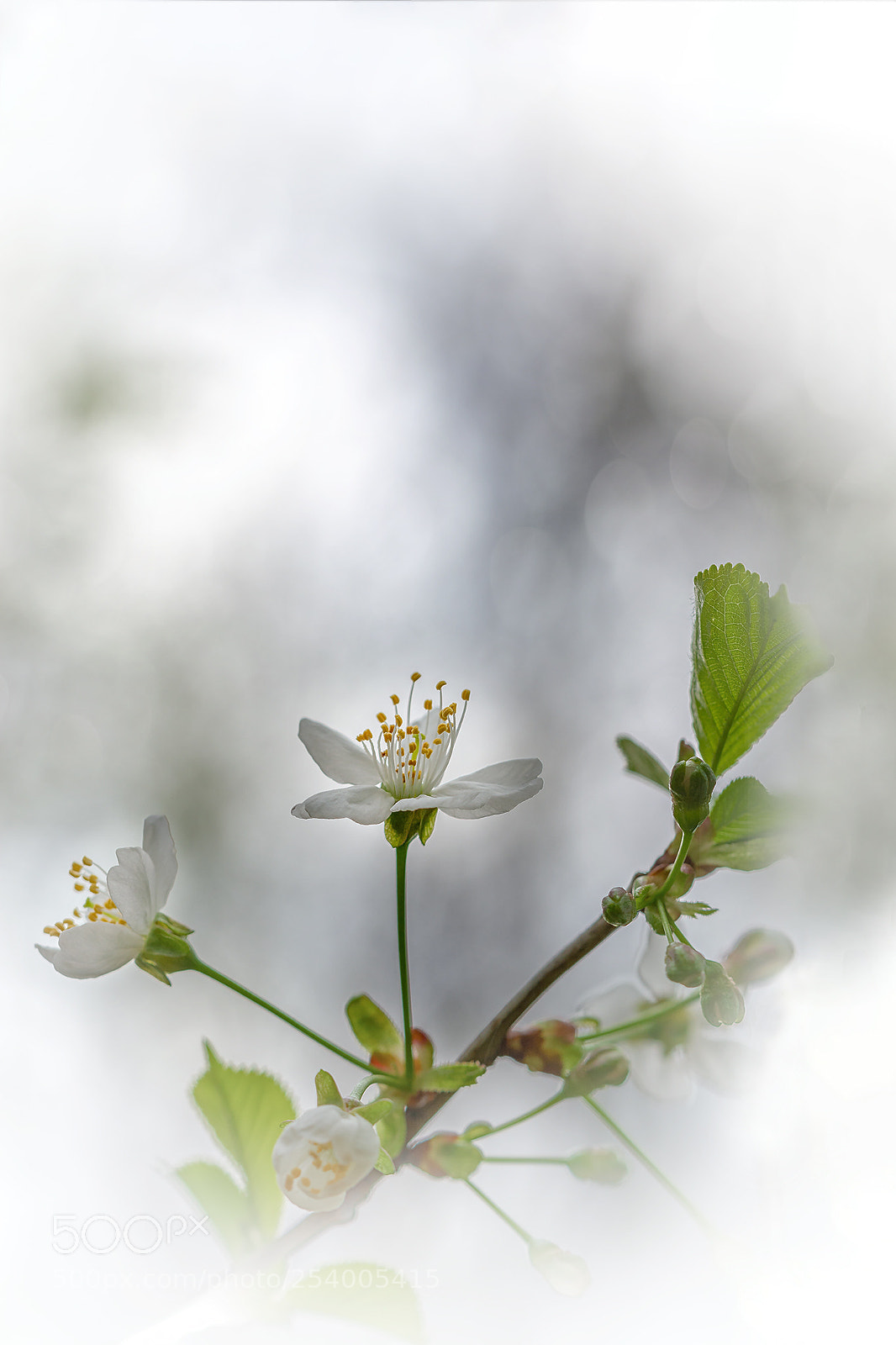 Nikon D5200 sample photo. Cherry blossom photography