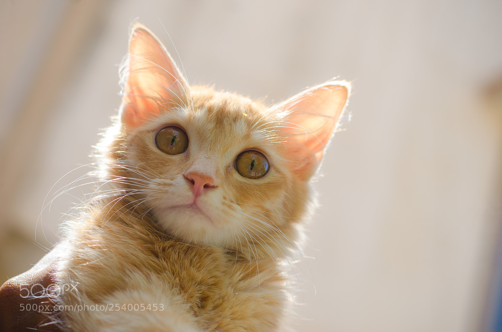 Nikon D5100 sample photo. Honeyyyy photography