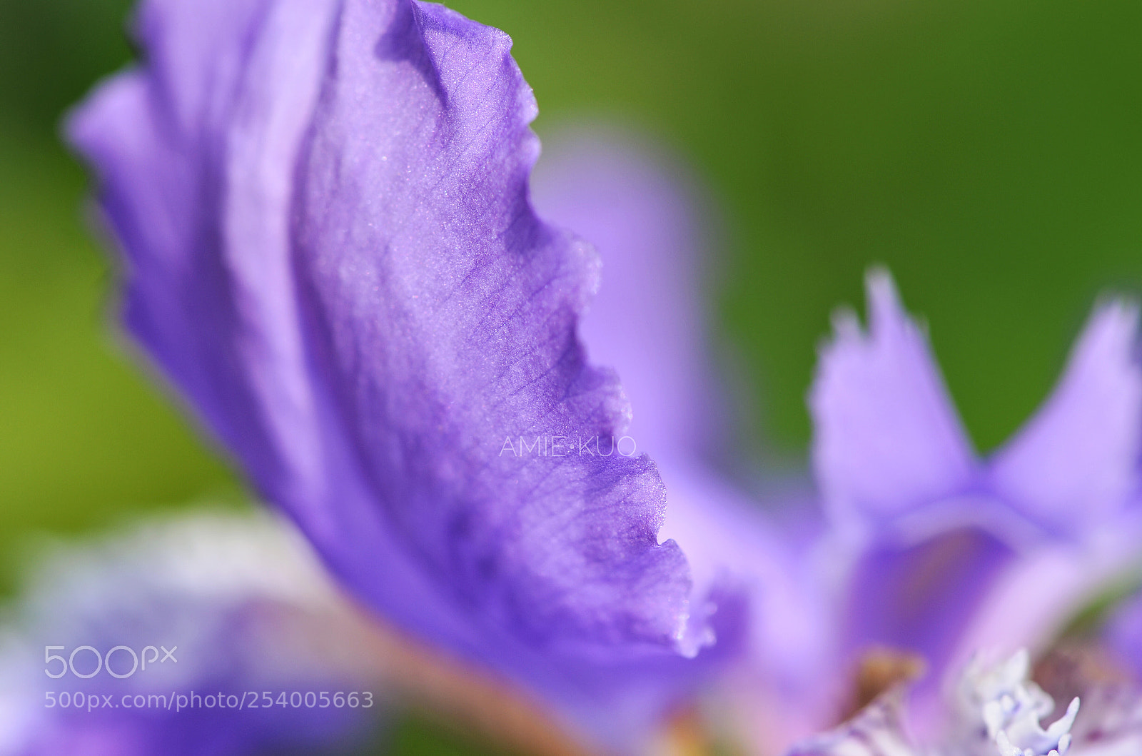 Nikon D7000 sample photo. Untitled photography