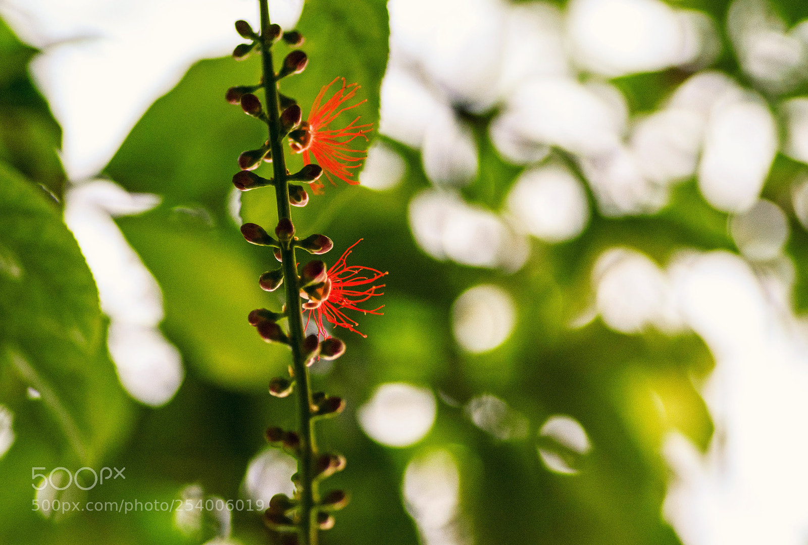 Nikon D7100 sample photo. Llqtn photography