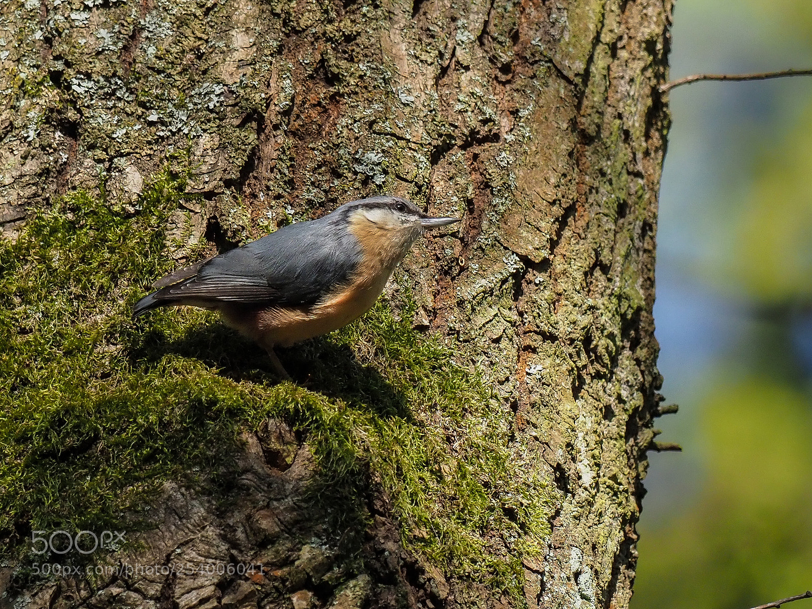 Olympus OM-D E-M1 Mark II sample photo. Nuthatch photography