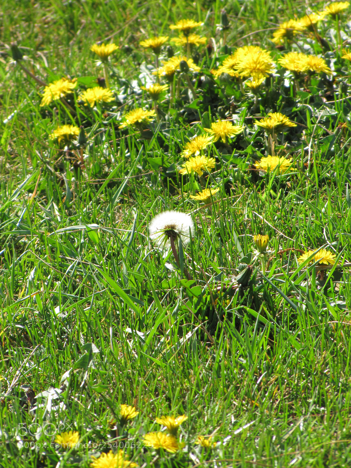 Canon PowerShot SX20 IS sample photo. Dandelion & yellow flowers photography