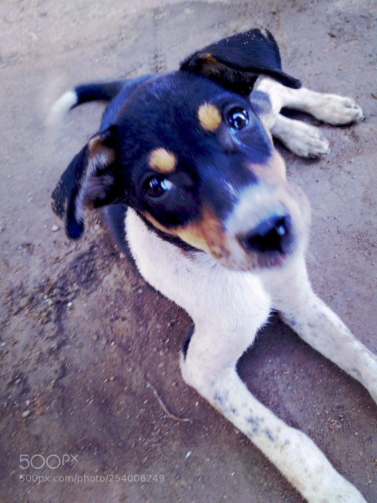 Xiaomi Redmi 3S sample photo. Street dog photography