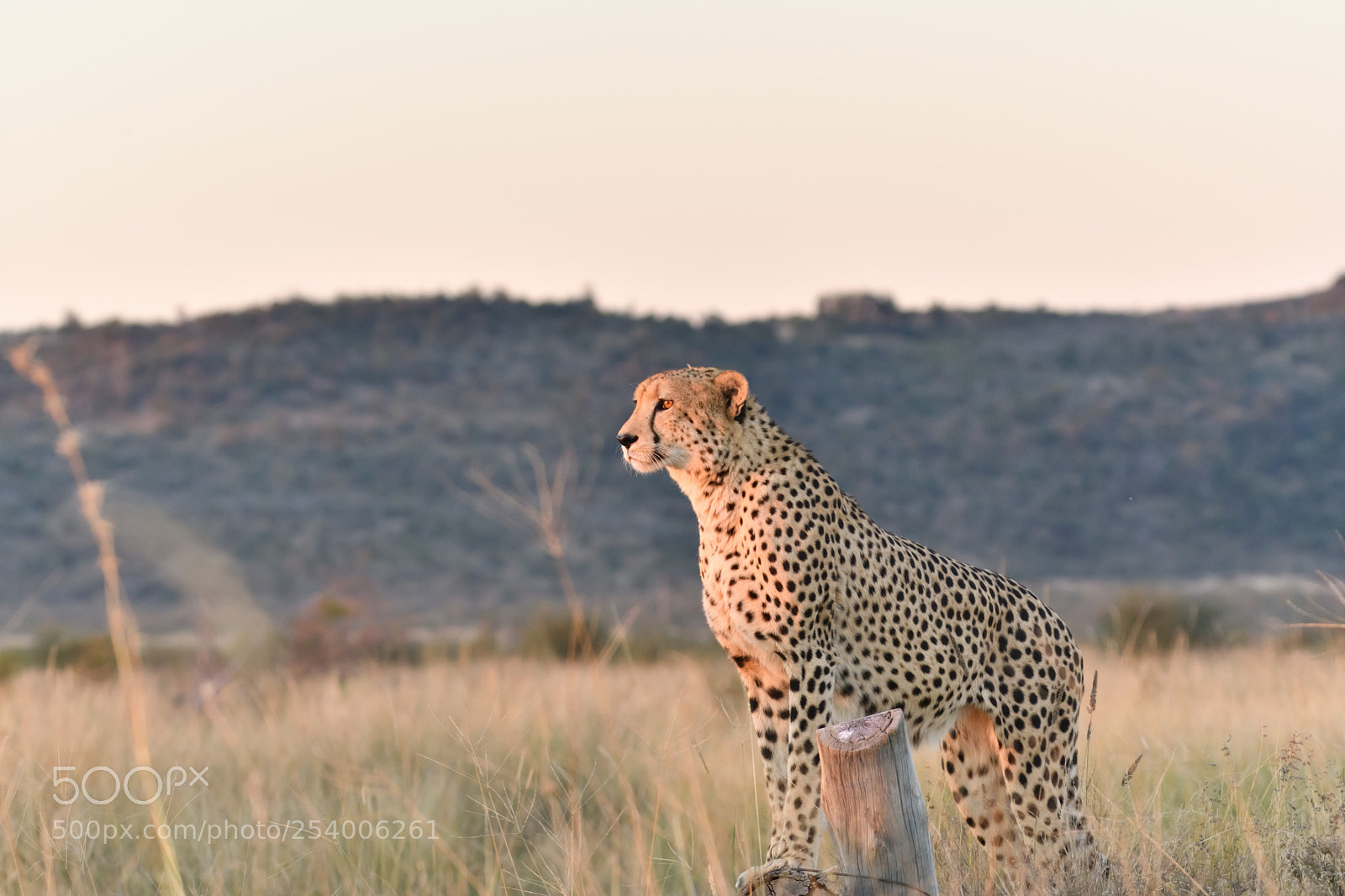 Nikon D500 sample photo. Cheetah scanning for prey photography