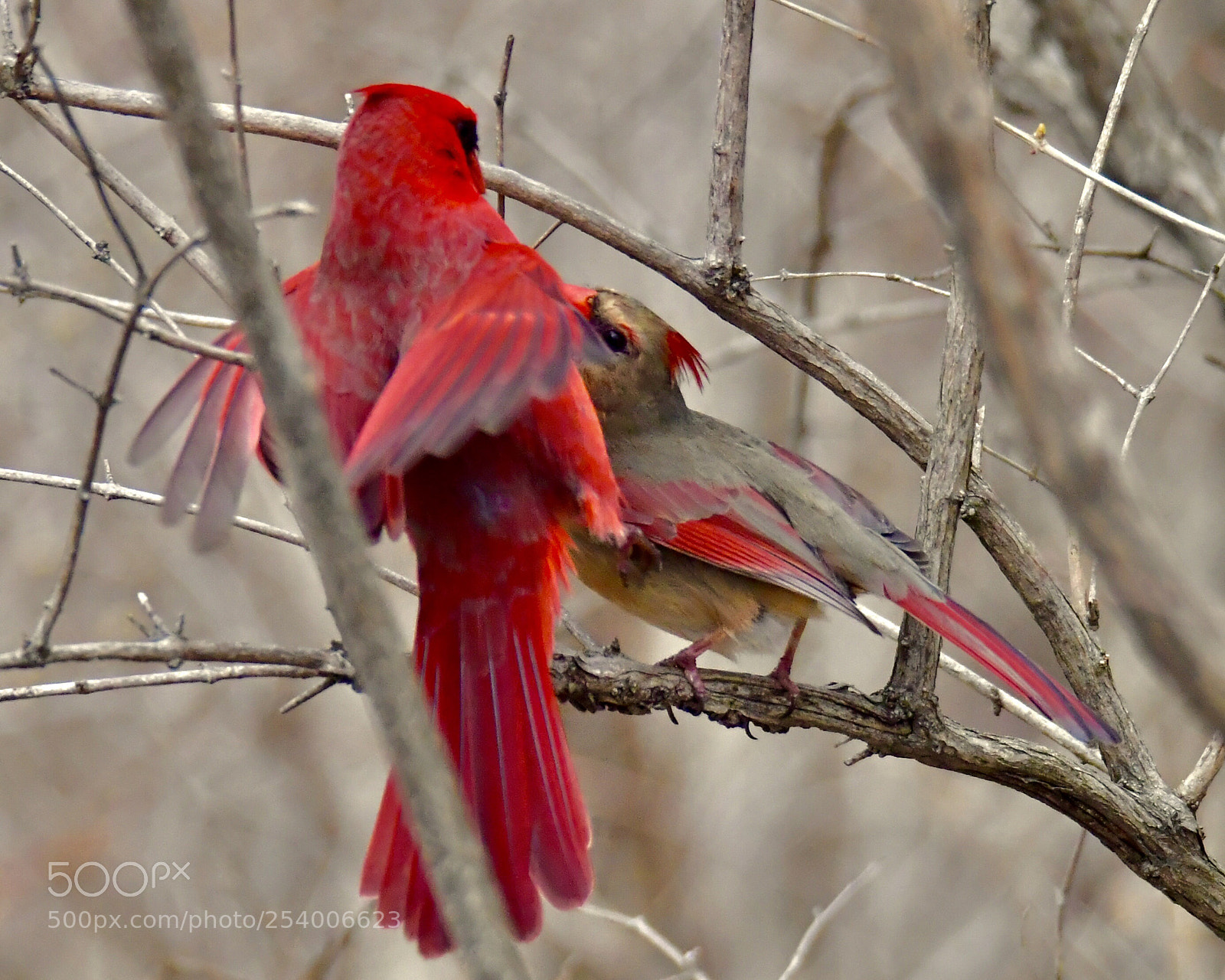 Nikon D5 sample photo. Northern cardinal couple  photography