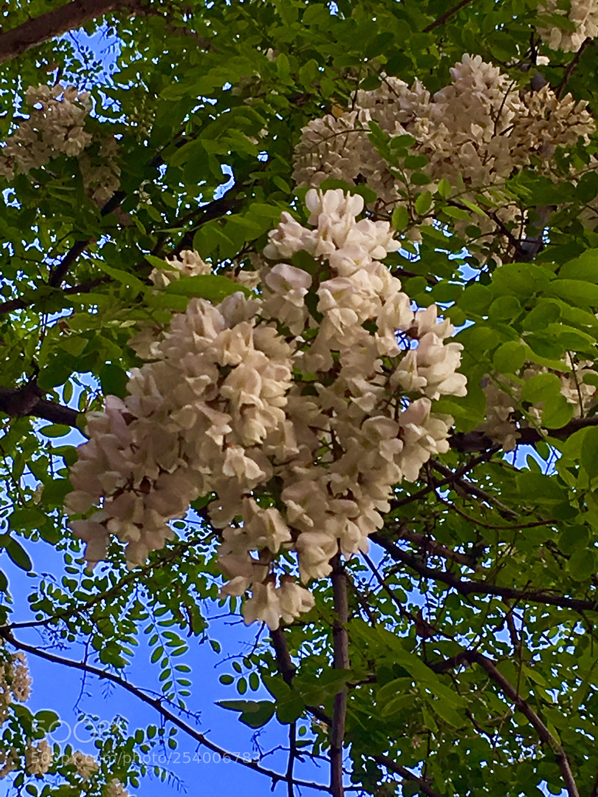 Apple iPhone SE sample photo. Untitled photography