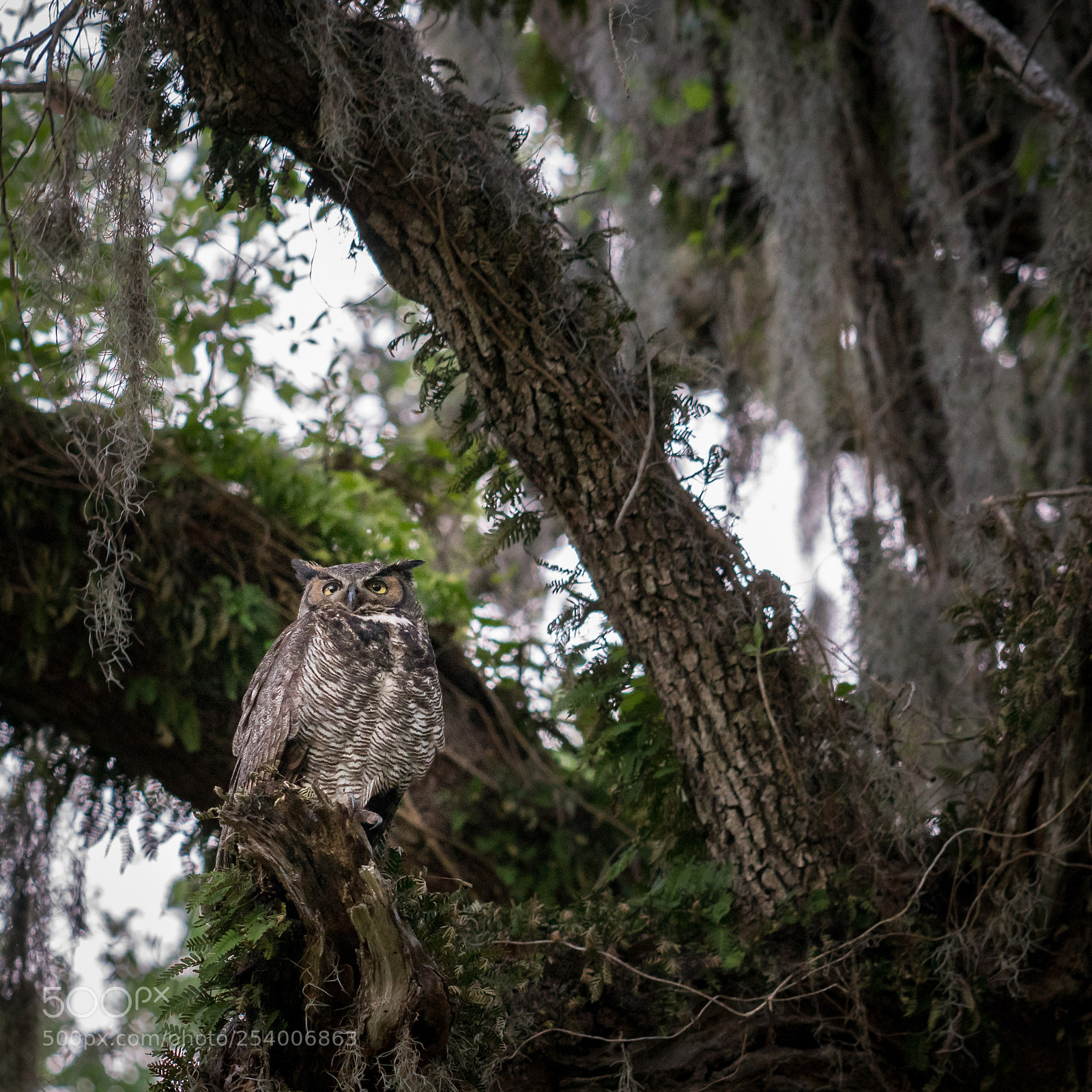 Sony a7R II sample photo. Great horned owl  photography