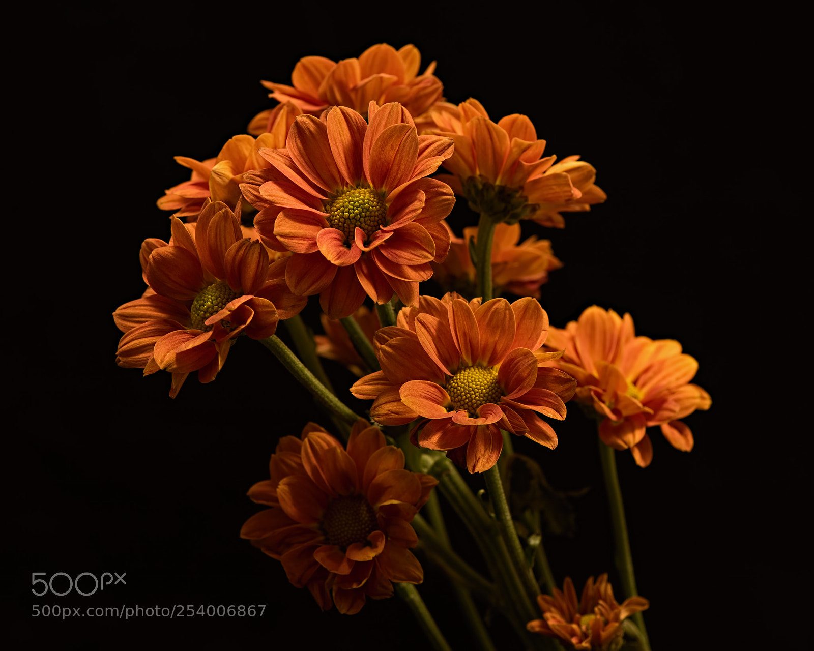 Nikon D810 sample photo. Cheerful 1111 photography