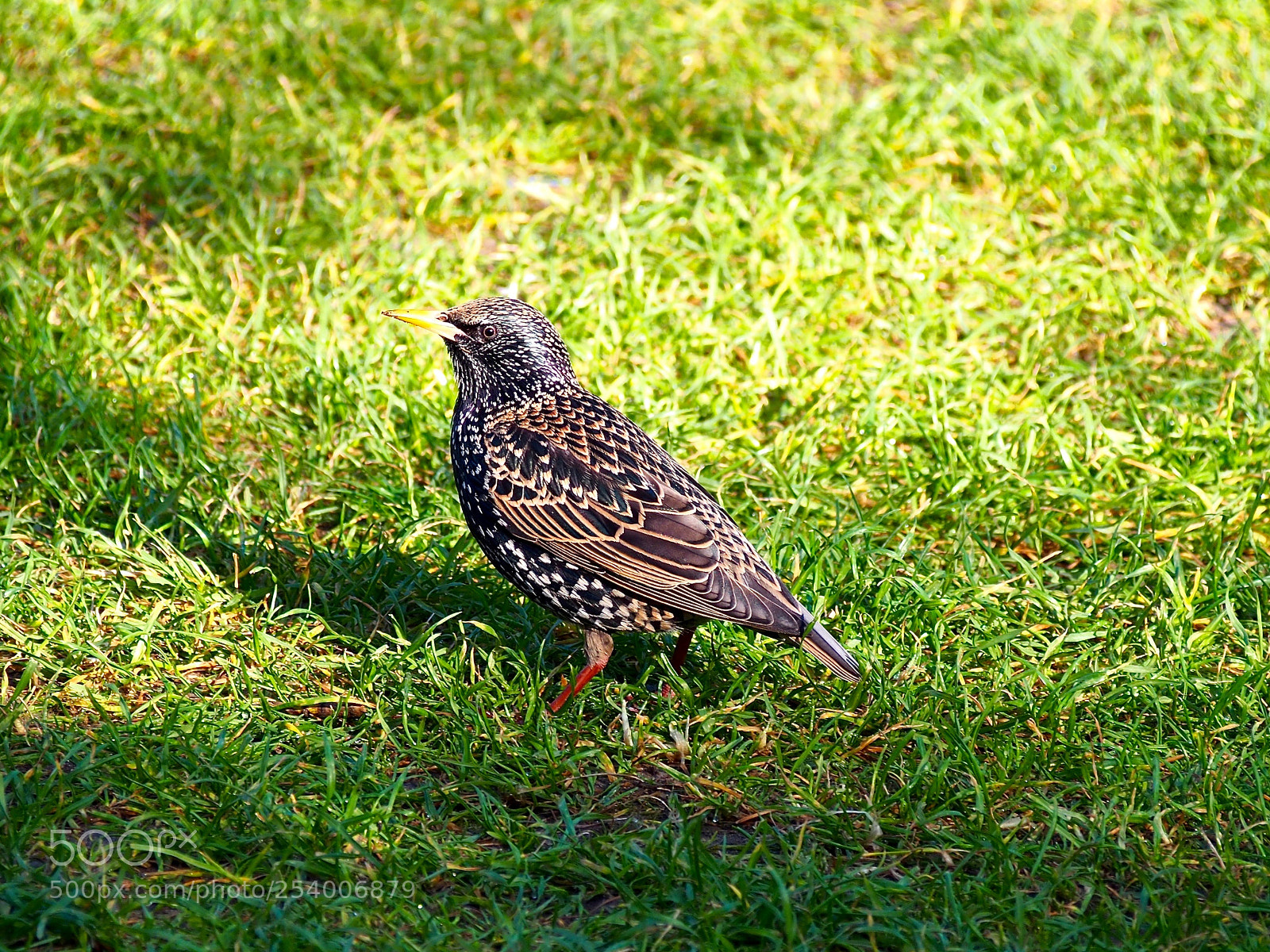 Olympus PEN E-PL6 sample photo. Hopper photography