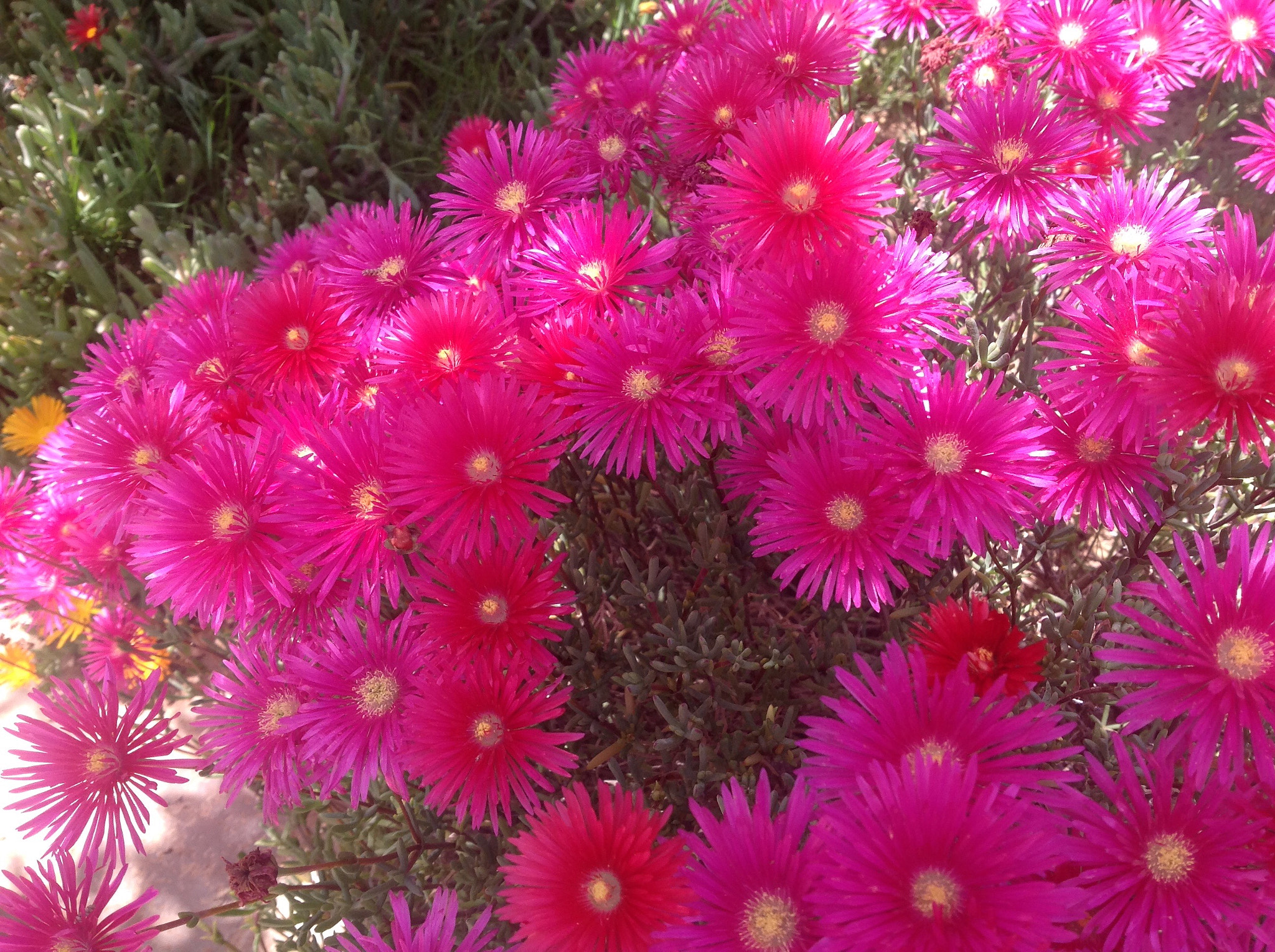 Apple iPad sample photo. Pink ice plant flowers photography