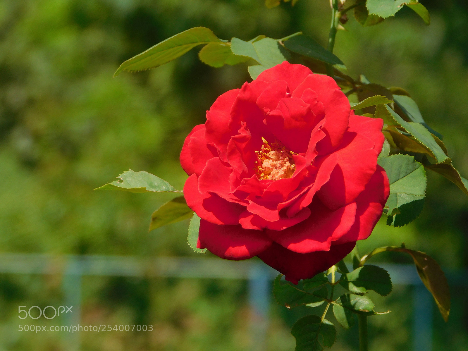 Nikon Coolpix L840 sample photo. Red rose photography