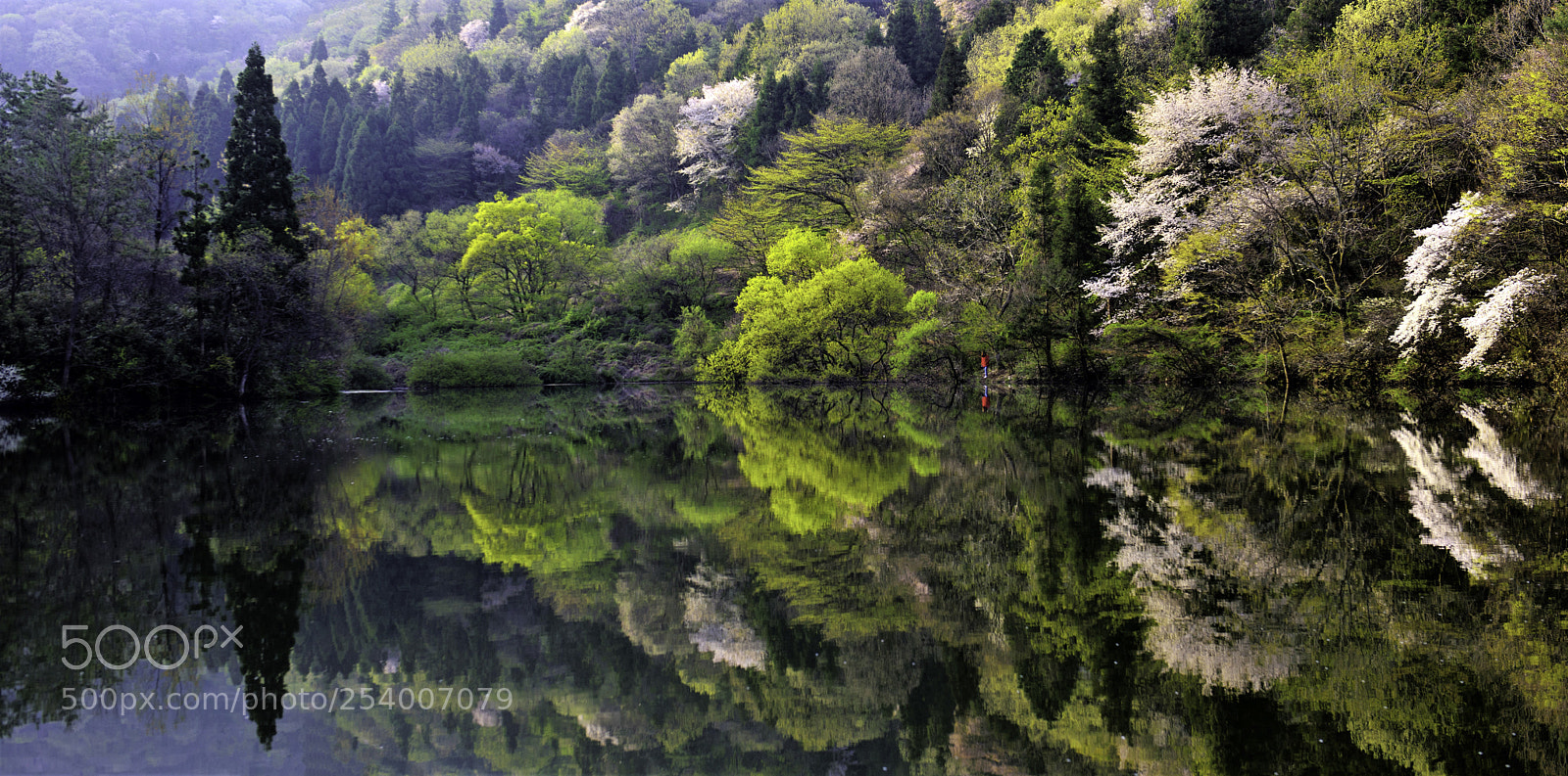 Nikon D810 sample photo. Reflection of spring photography