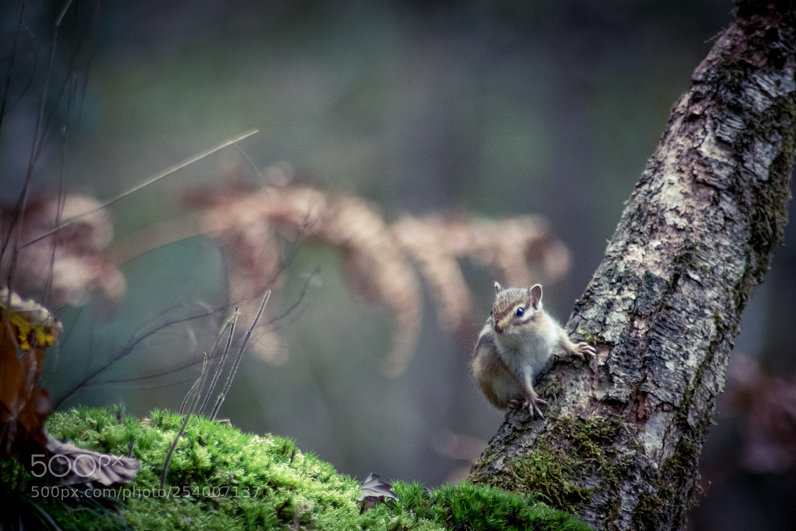 Nikon D750 sample photo. Squirrel photography