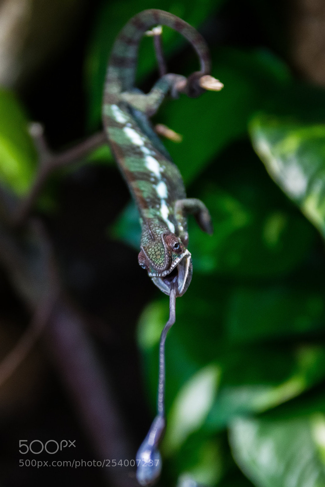 Sony SLT-A99V sample photo. Down hunting photography