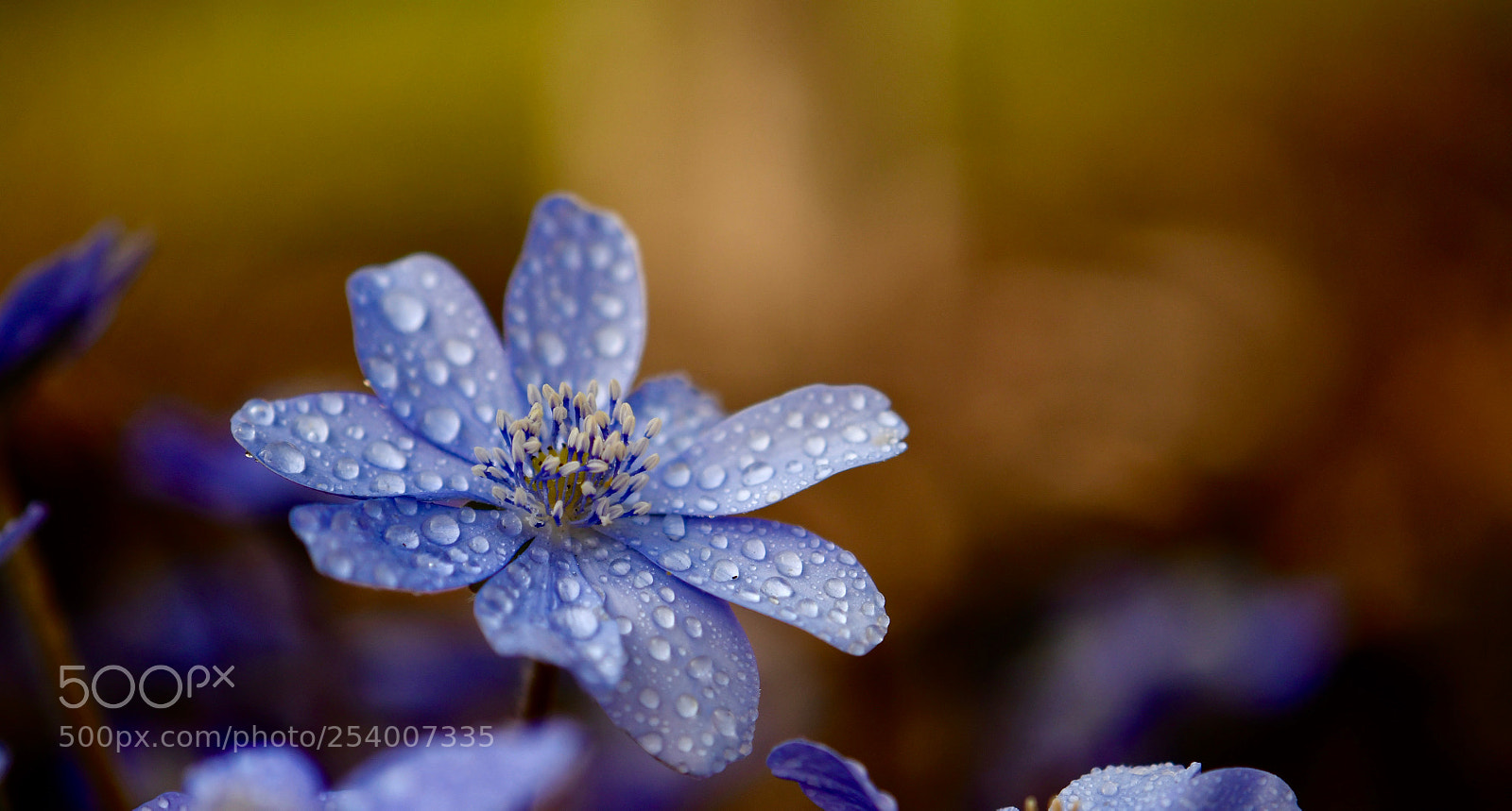Nikon D500 sample photo. Untitled photography