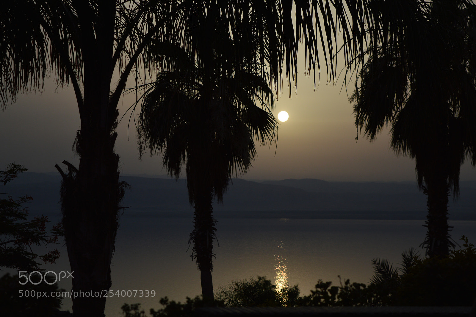 Nikon D3200 sample photo. Sun&palms photography