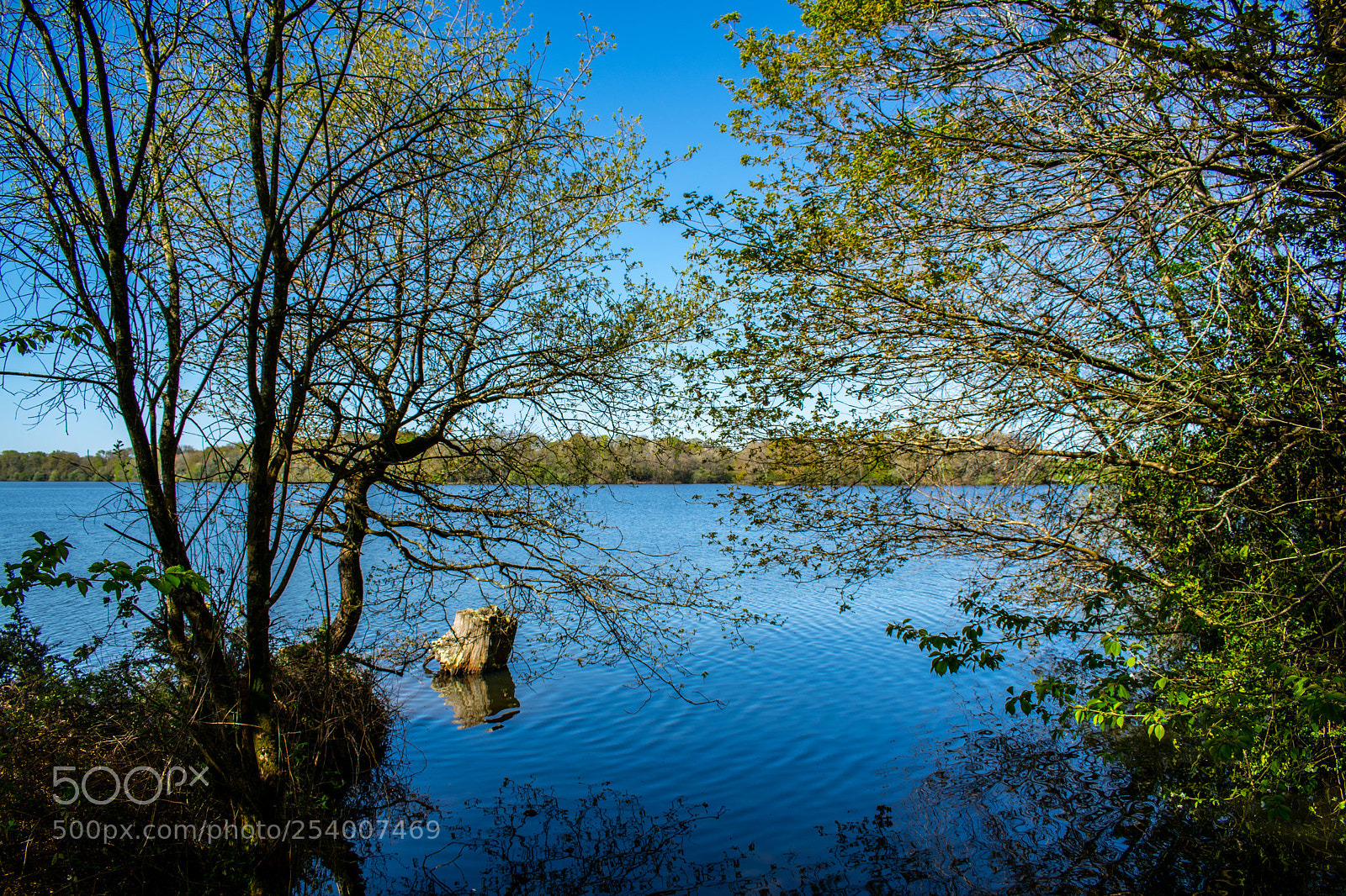 Nikon D5300 sample photo. Le printemps arrive... photography