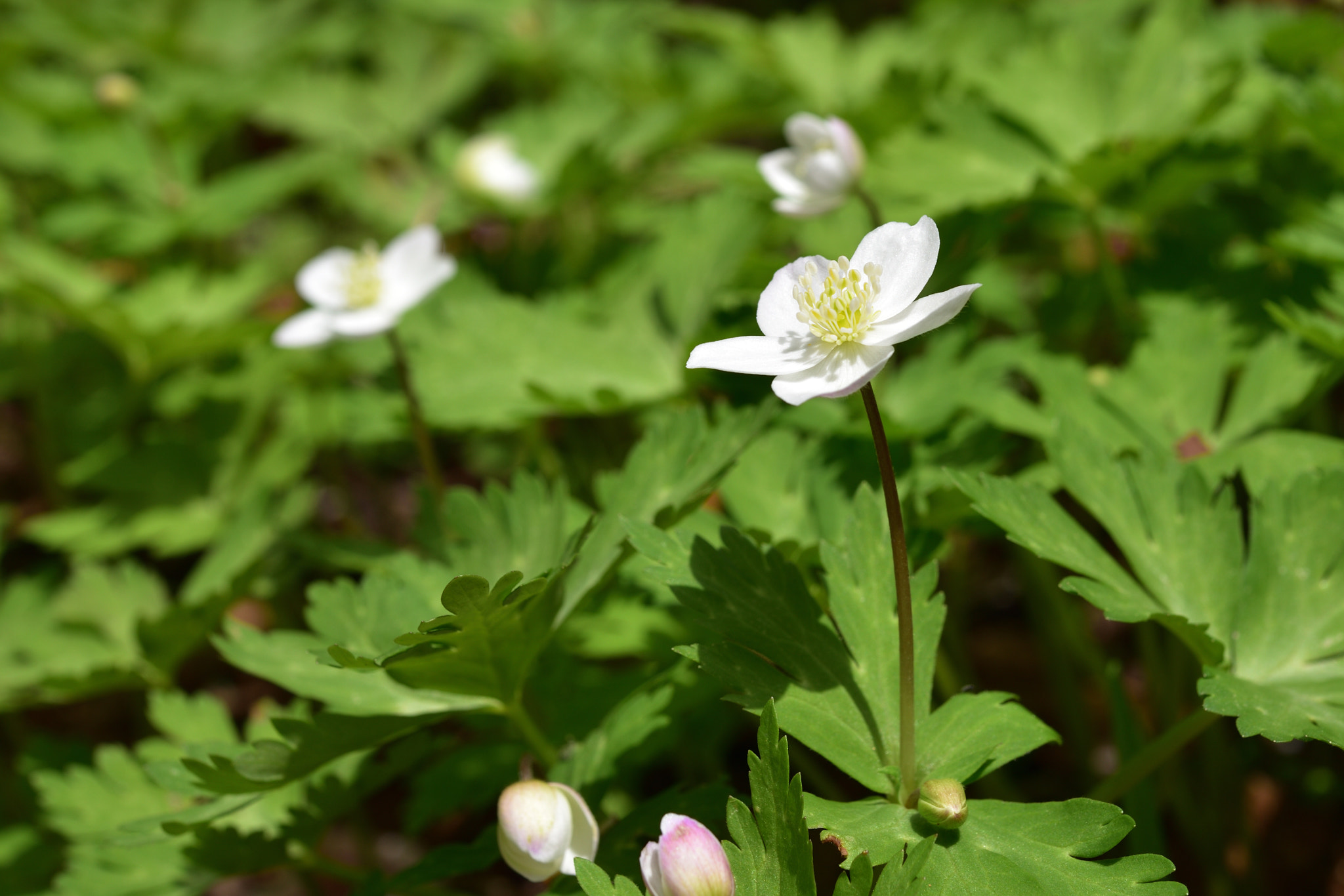 Nikon D750 + Nikon AF-S Micro-Nikkor 60mm F2.8G ED sample photo. ニリンソウ 白山樹木公園 photography