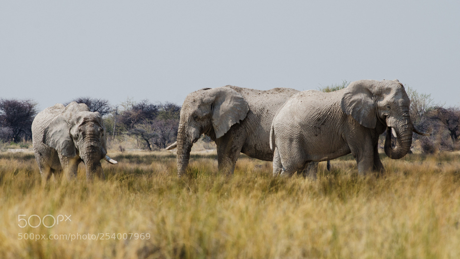 Nikon D7000 sample photo. Group of elephants photography