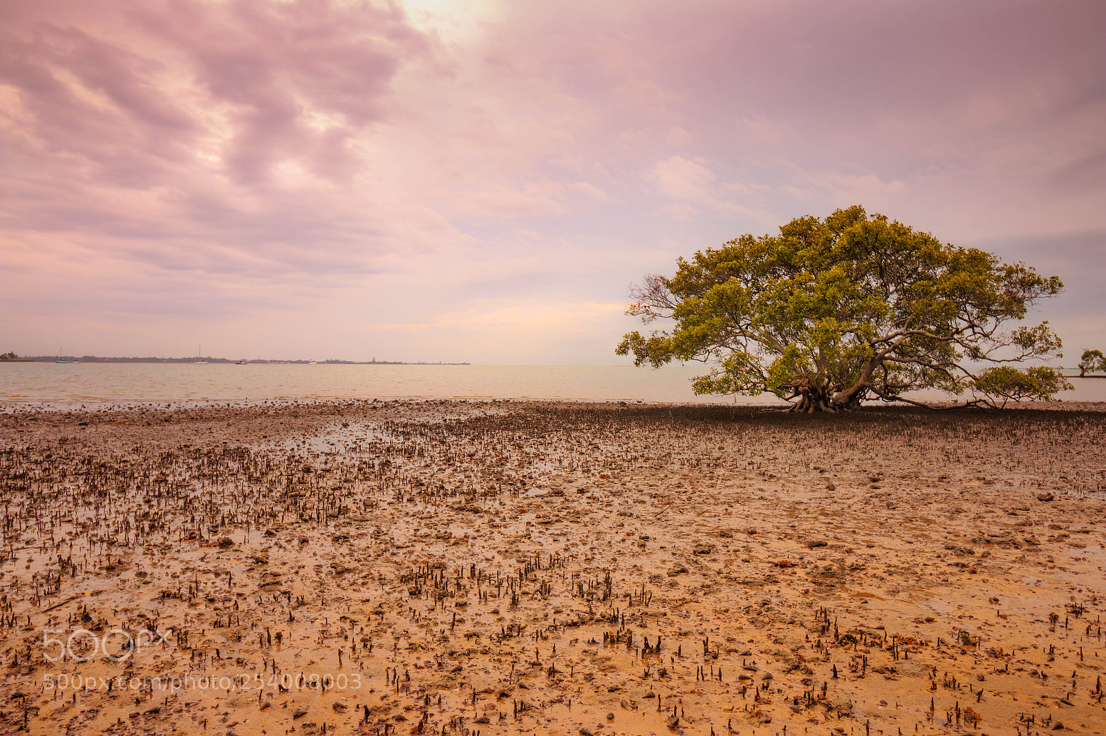 Canon EOS 70D sample photo. Mangrove meditation photography