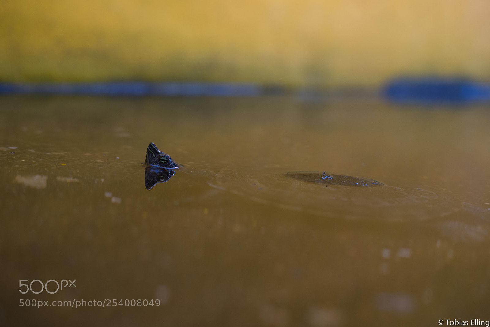 Nikon D610 sample photo. Symmetric turtle heads photography