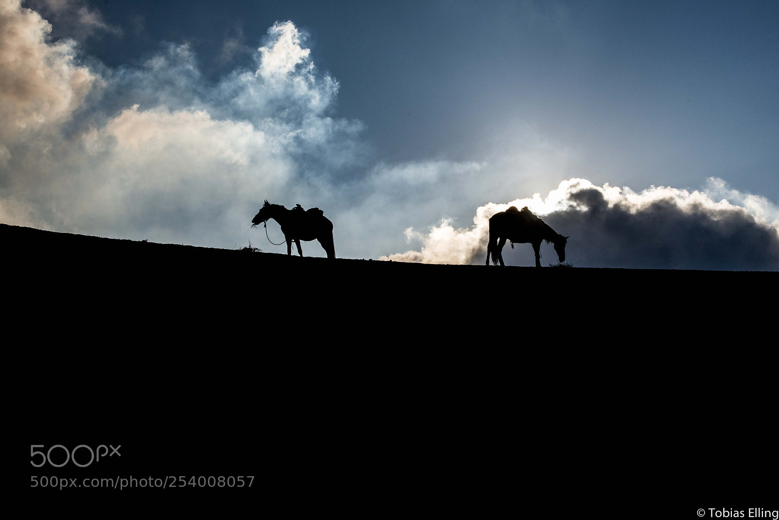 Nikon D610 sample photo. Shadow horses photography
