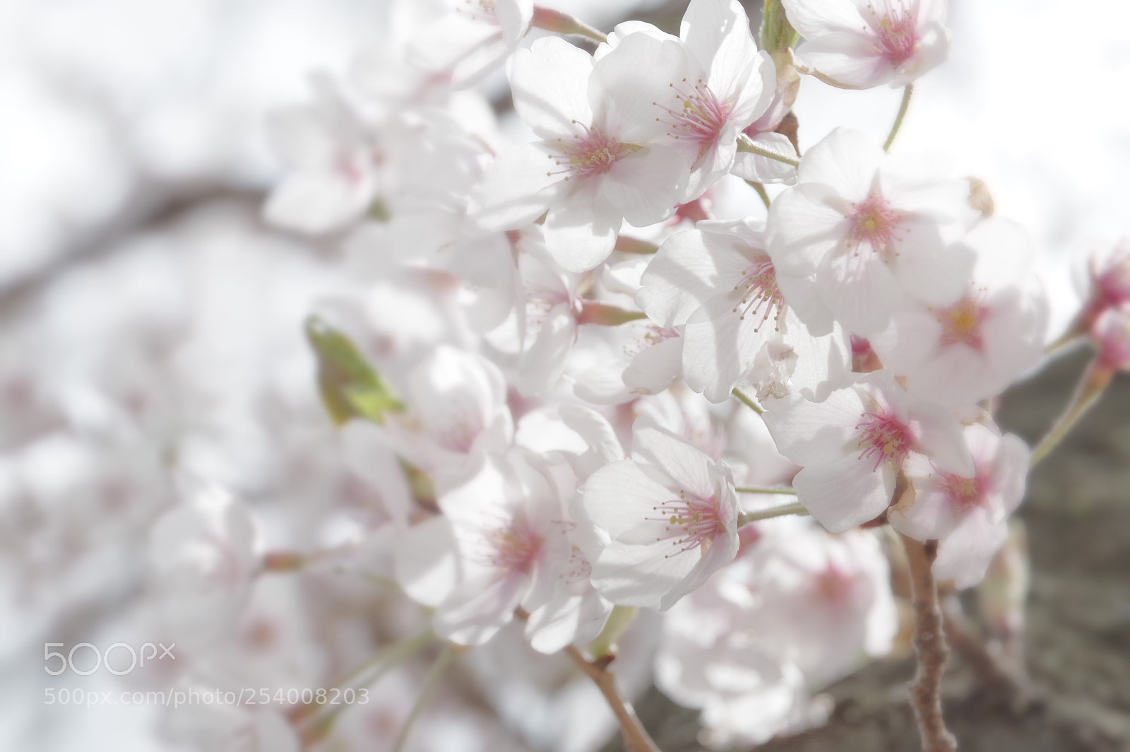 Pentax K-3 II sample photo. Sakura daydream photography
