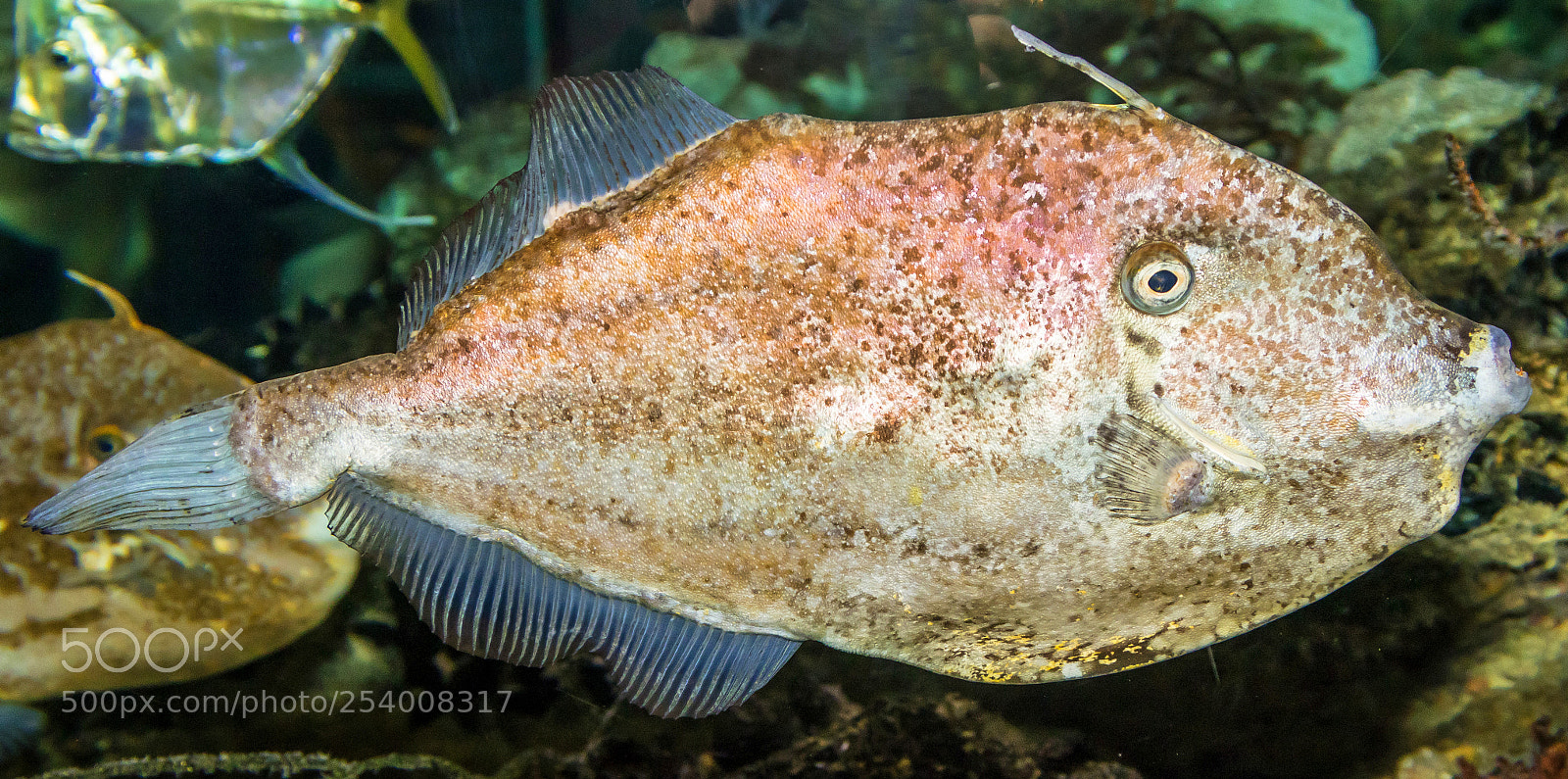 Canon EOS 80D sample photo. Orange filefish (aluterus schoepfii) photography