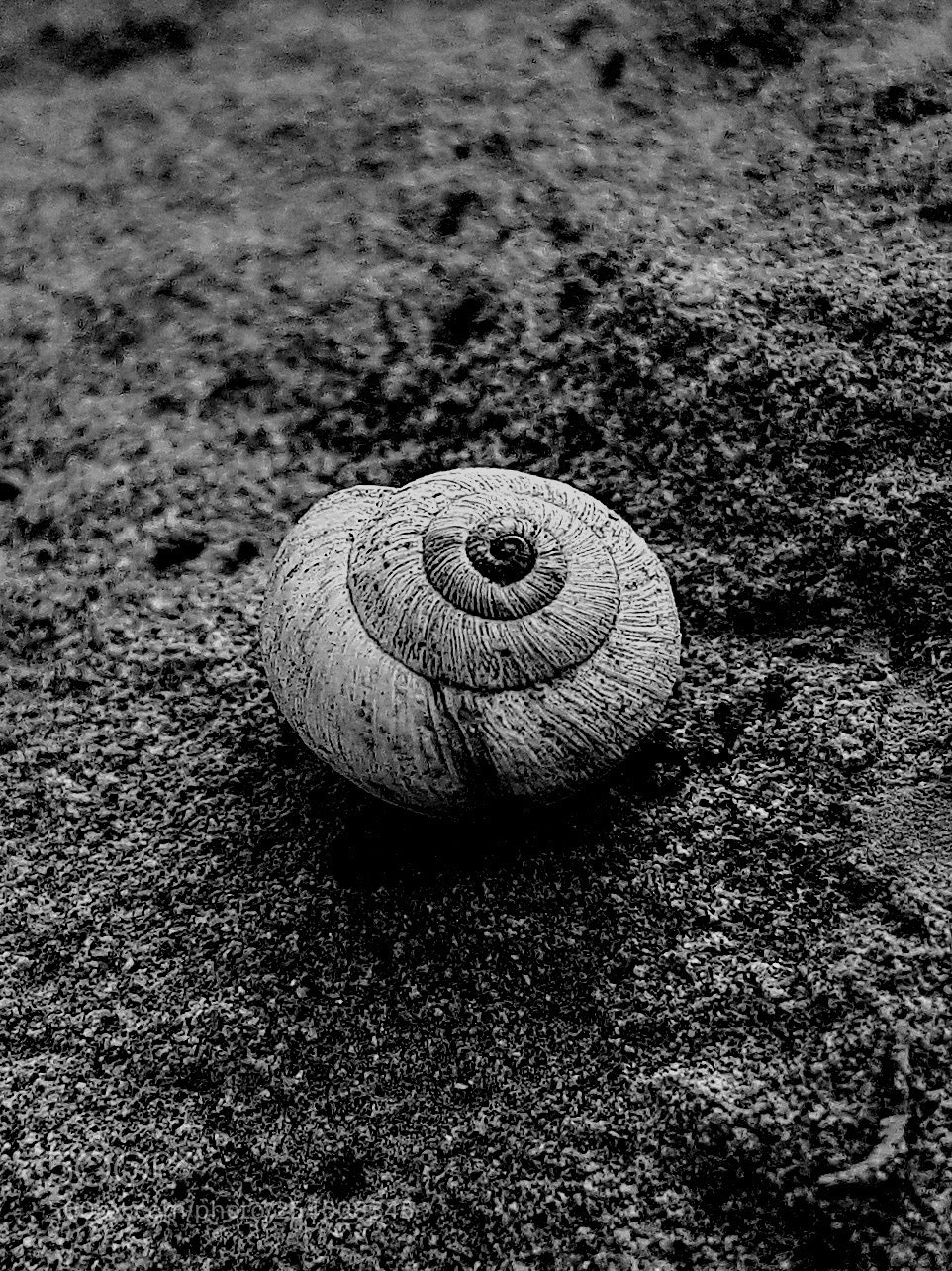 Samsung Galaxy S7 Edge sample photo. Snail photography