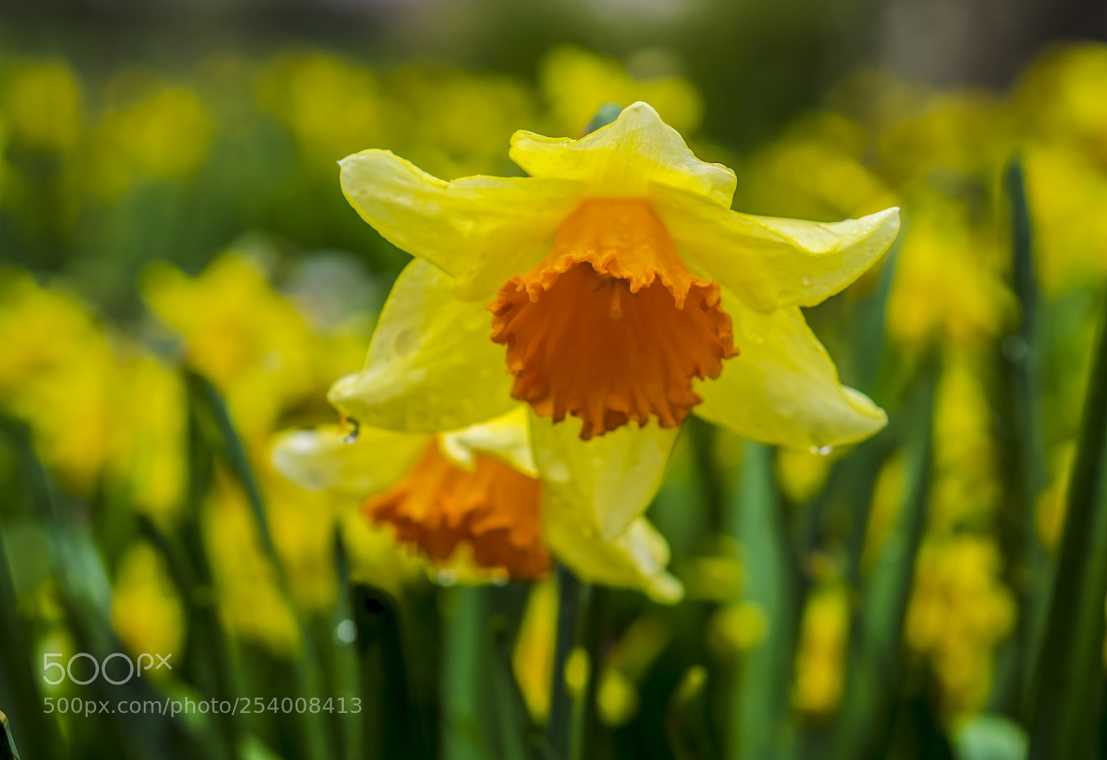 Sony a6000 sample photo. Dsc photography