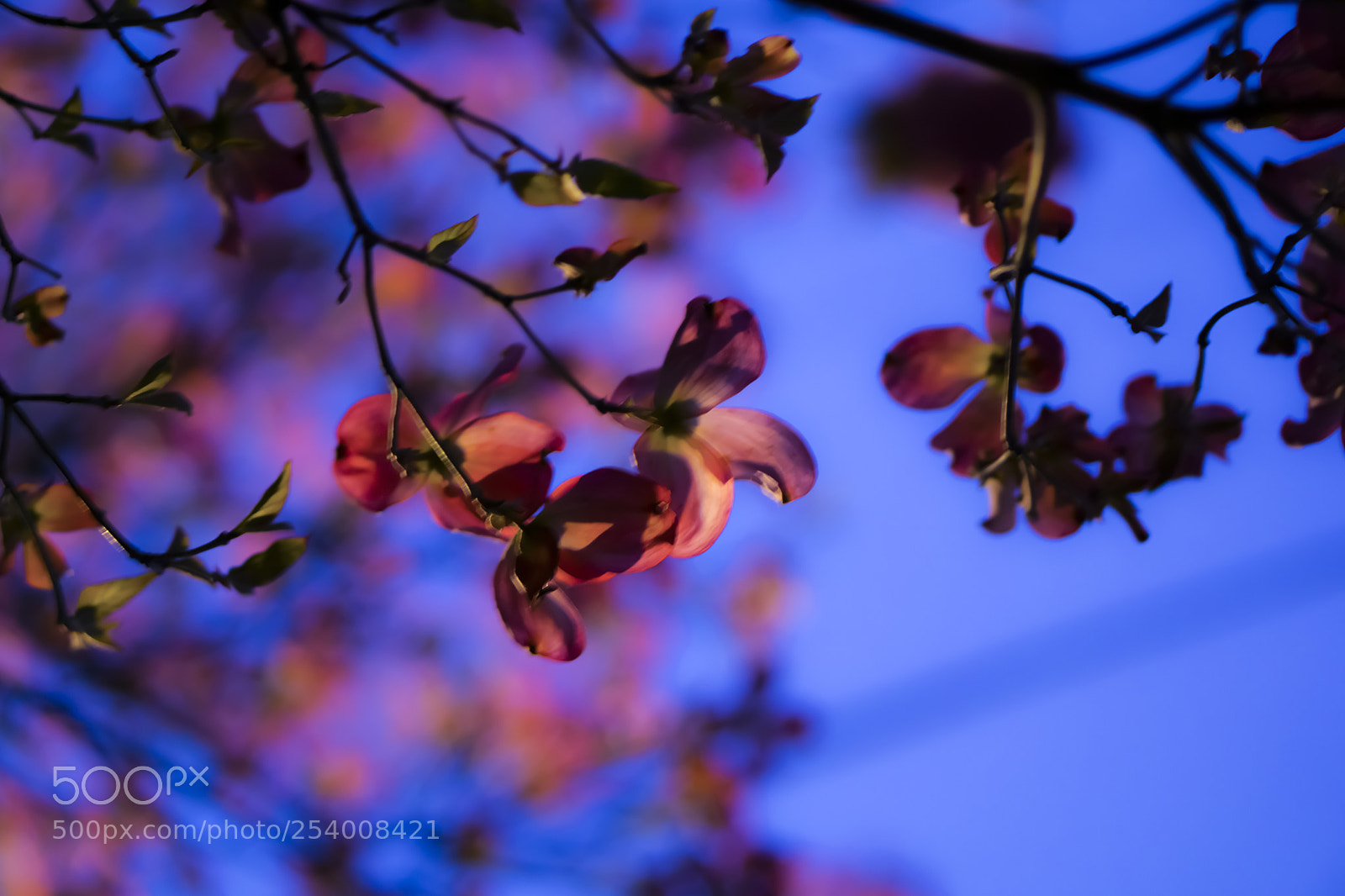 Sony a6000 sample photo. Dsc photography