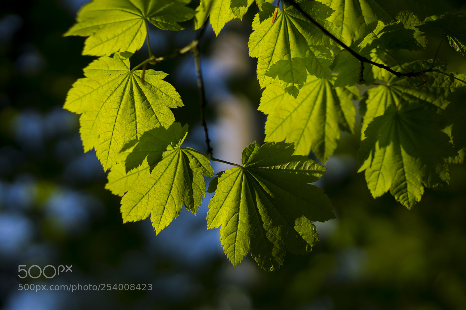 Sony a6000 sample photo. Dsc photography