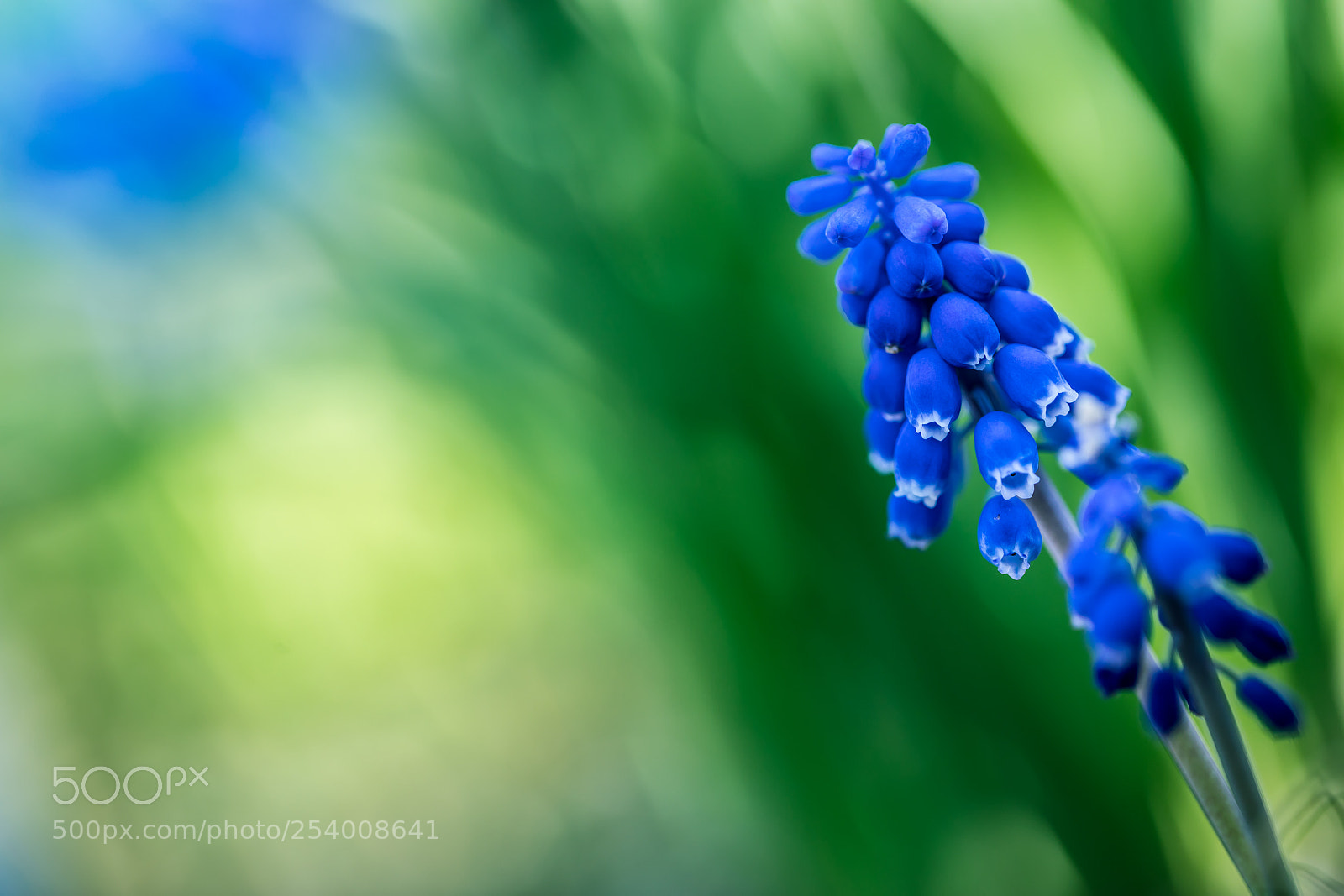 Canon EOS 5D Mark IV sample photo. Blue & green photography