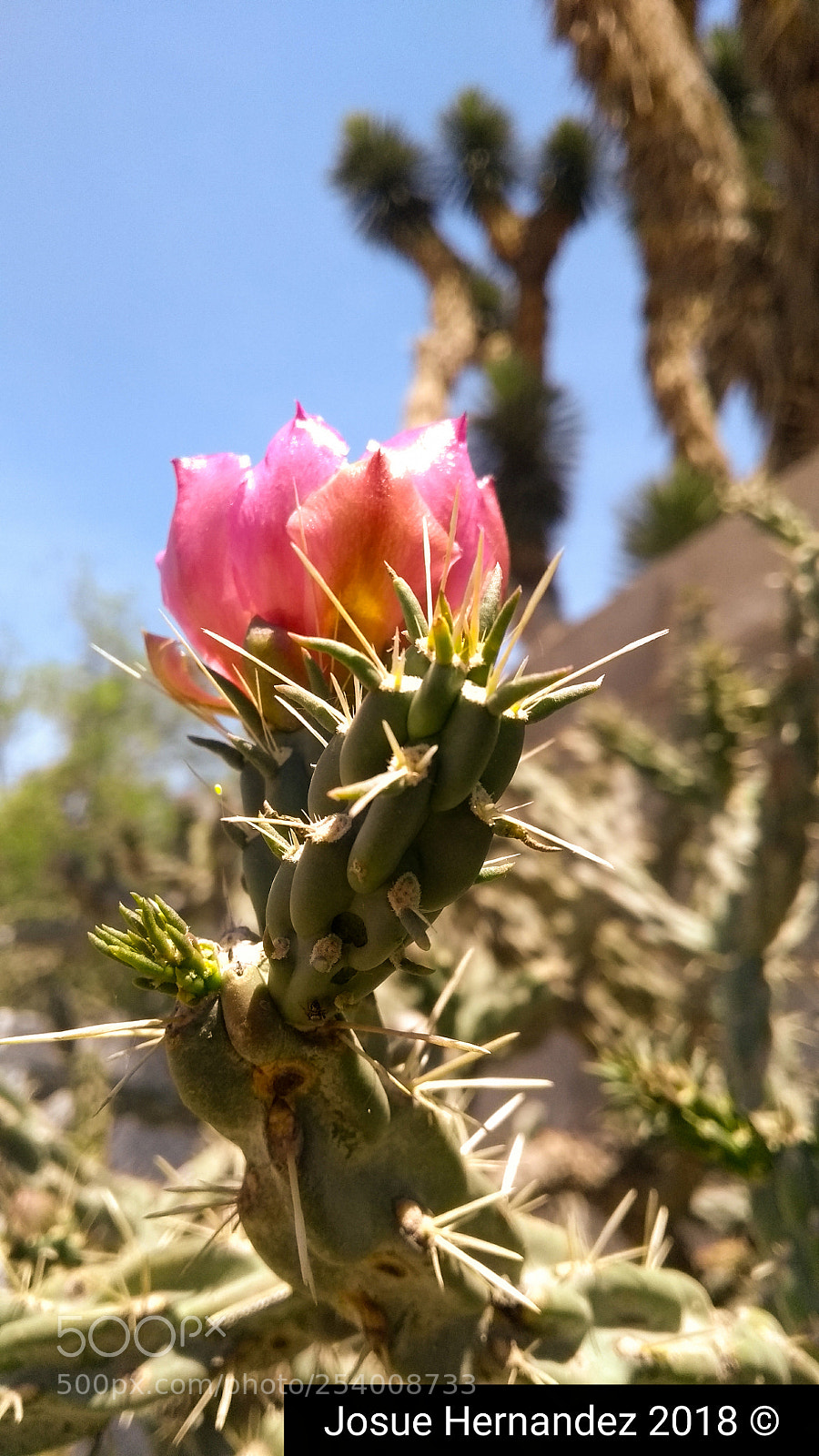 Motorola Moto G (5th Gen) sample photo. Flor silvestre photography