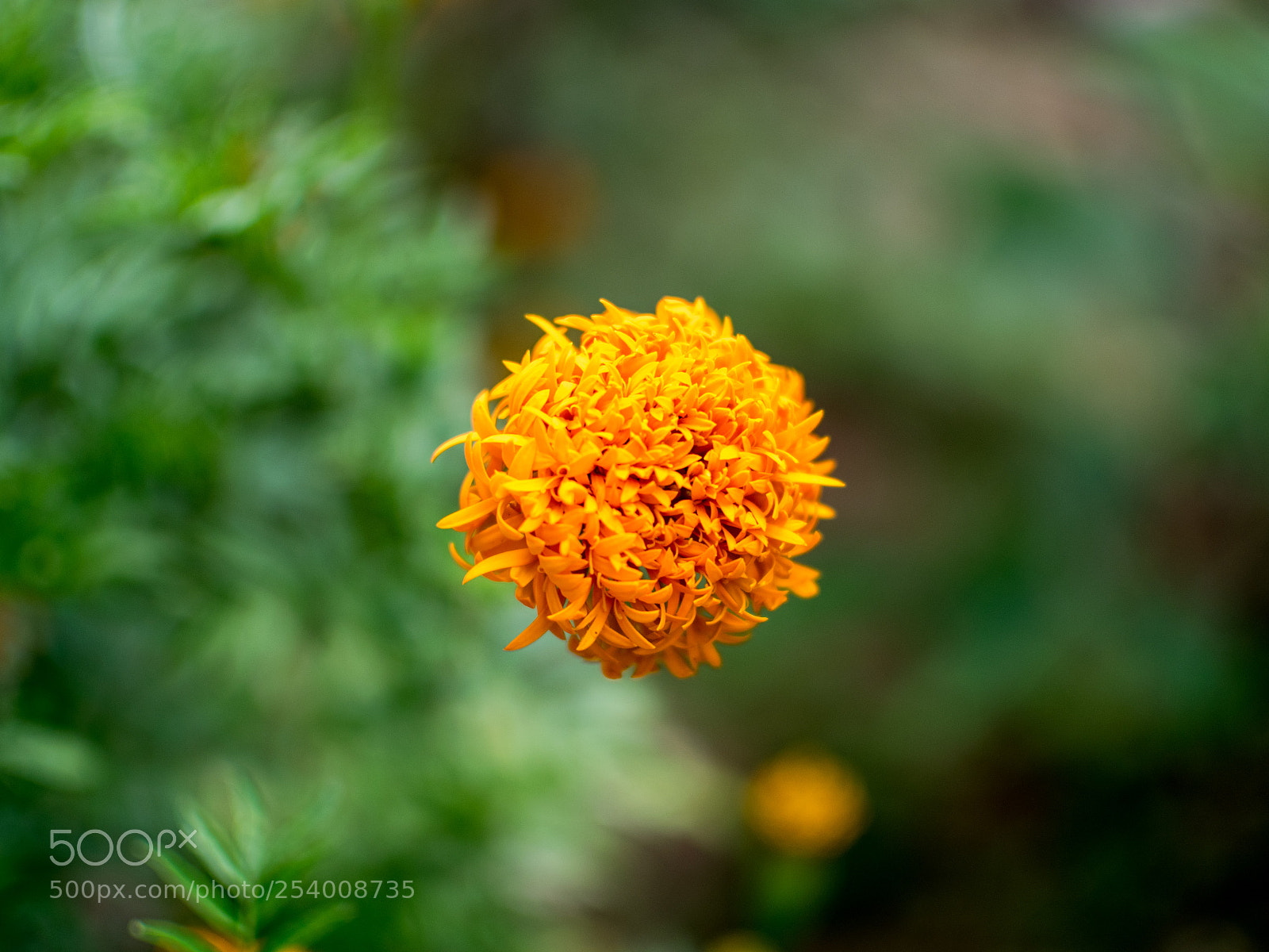 Nikon D5300 sample photo. A beautiful orange flower photography