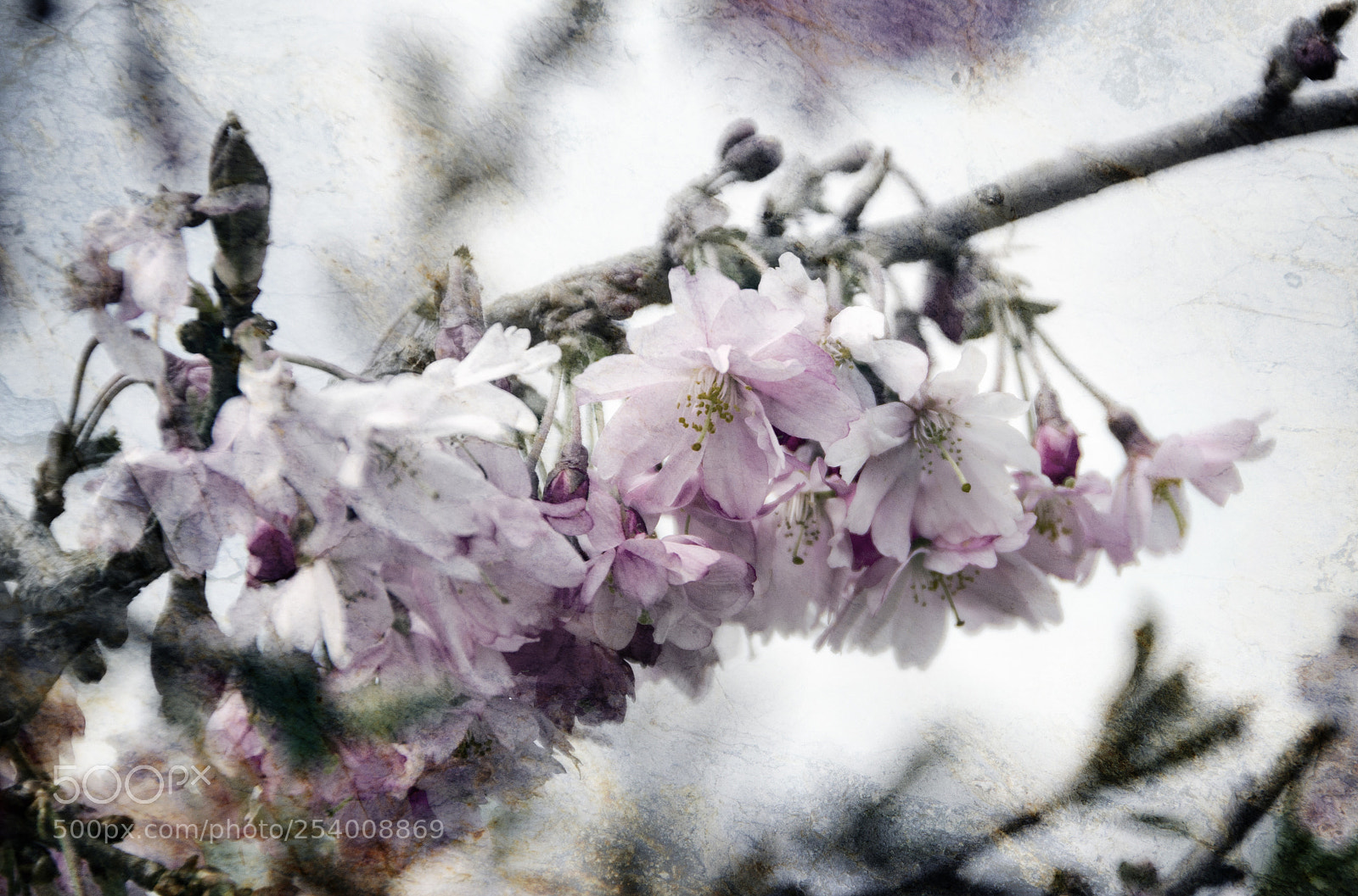 Nikon D7000 sample photo. Cherry art... photography