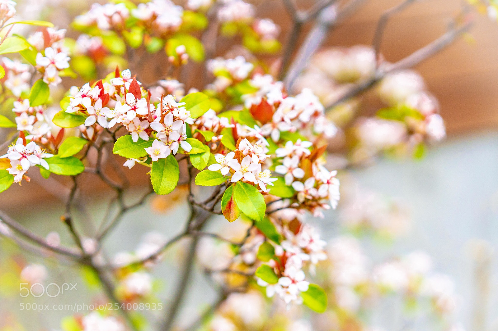 Sony a7 III sample photo. Small wild flowers photography