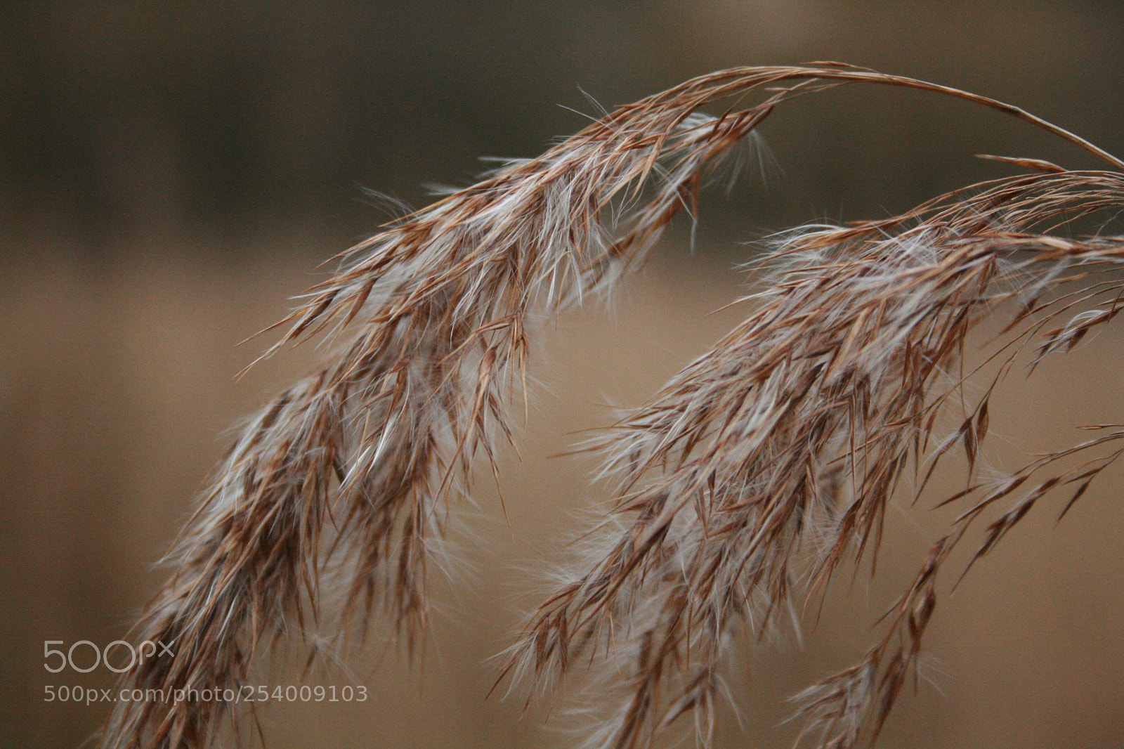 Canon EF-S 18-55mm F3.5-5.6 II sample photo. Img photography
