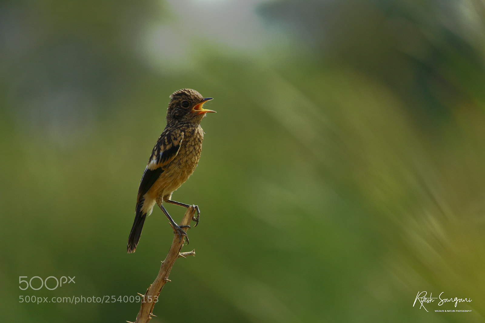 Canon EOS 700D (EOS Rebel T5i / EOS Kiss X7i) sample photo. Pied bushchat juv....! photography