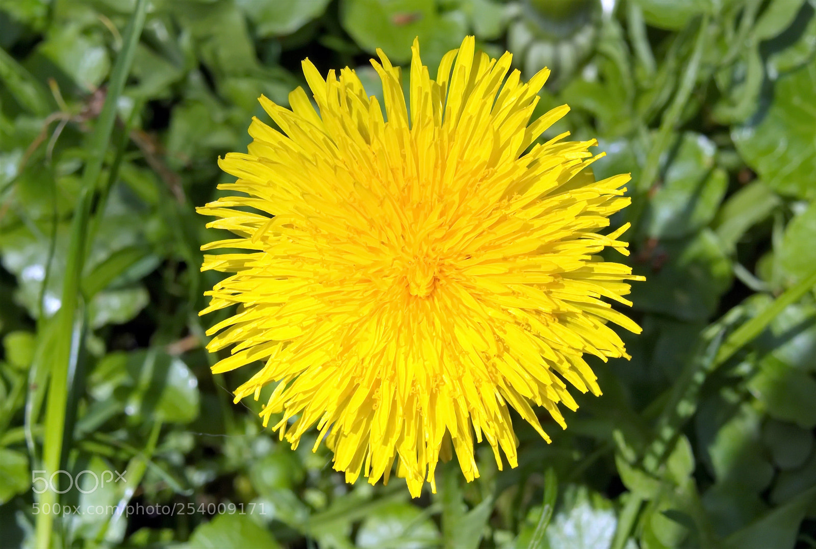Panasonic Lumix DMC-FZ1000 sample photo. () photography