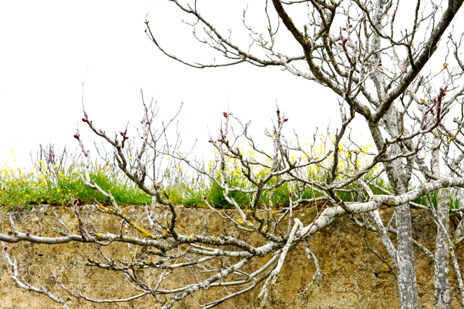 Nikon D5200 sample photo. Ramas y flores silvestres photography