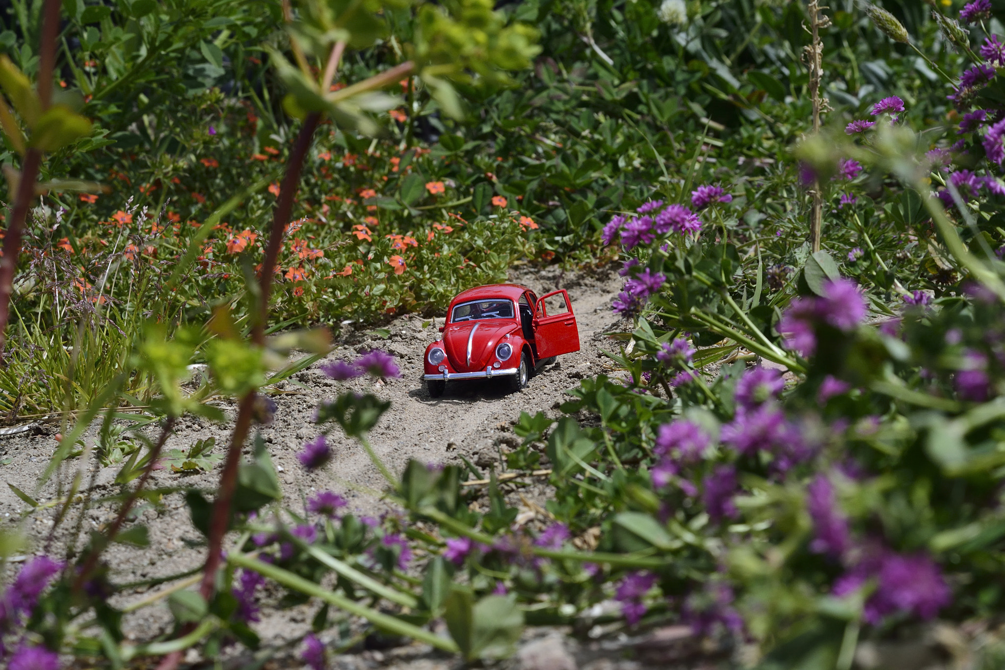 Nikon D3100 sample photo. Flower planet photography