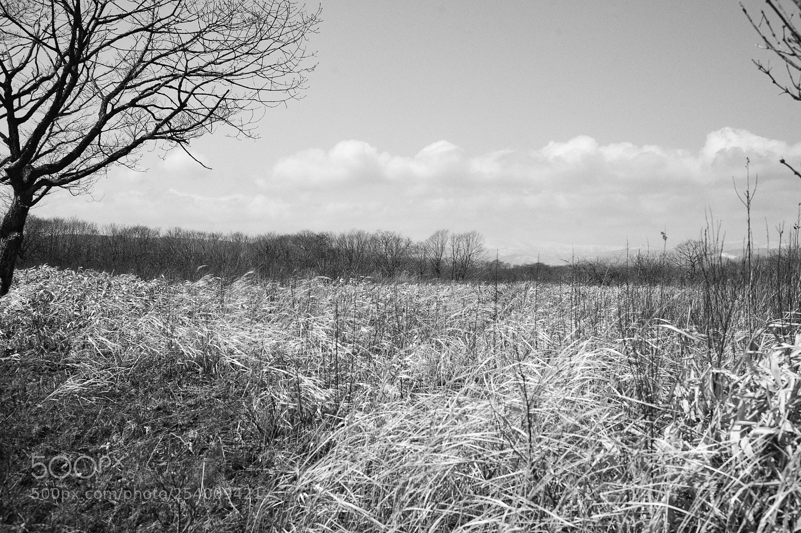 Nikon D700 sample photo. In nature photography
