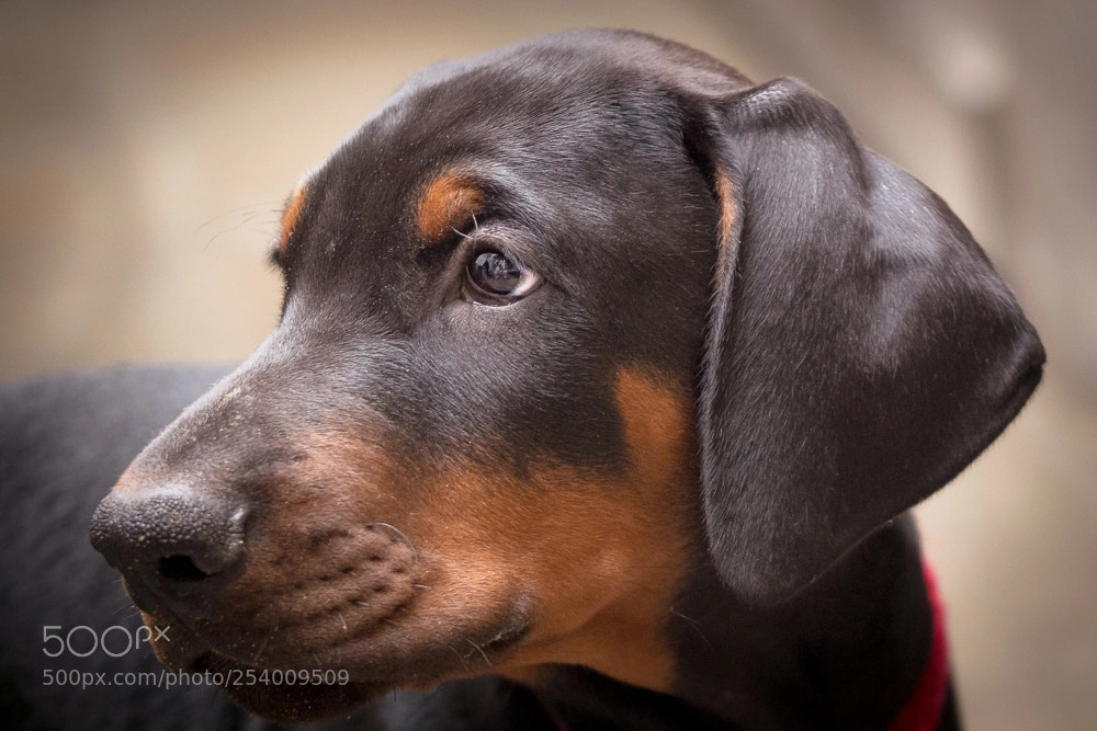 Olympus OM-D E-M10 II sample photo. Baby kondor photography
