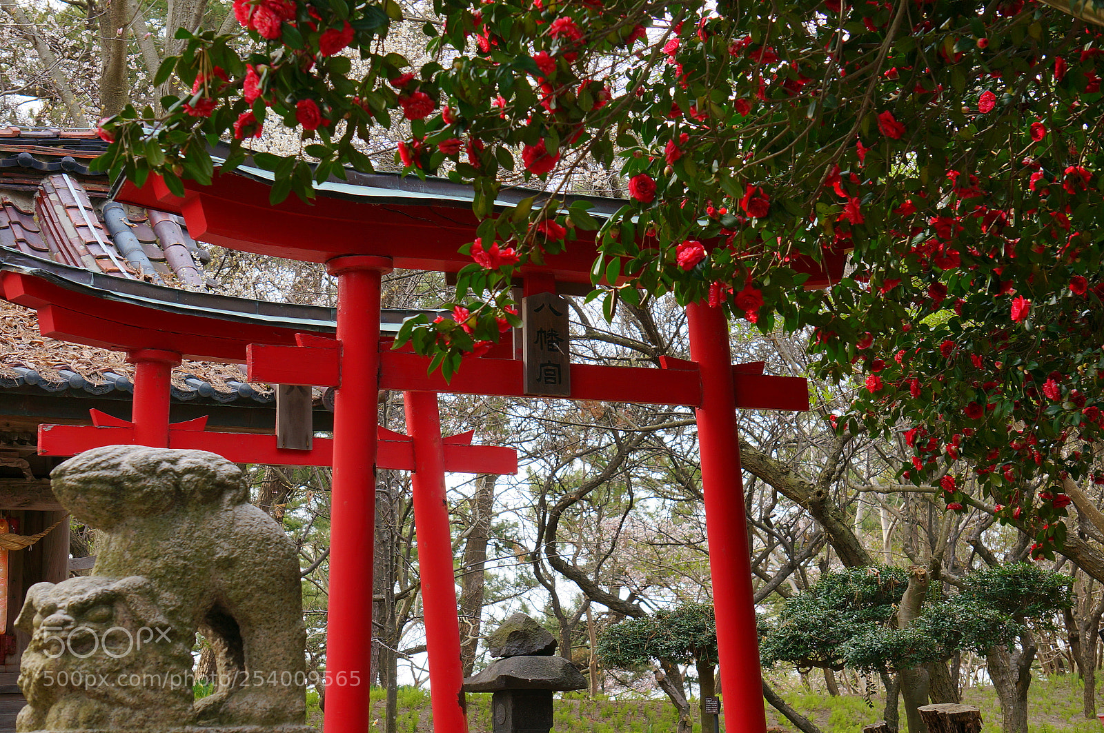Sony Alpha NEX-6 sample photo. Hiyoriwama photography
