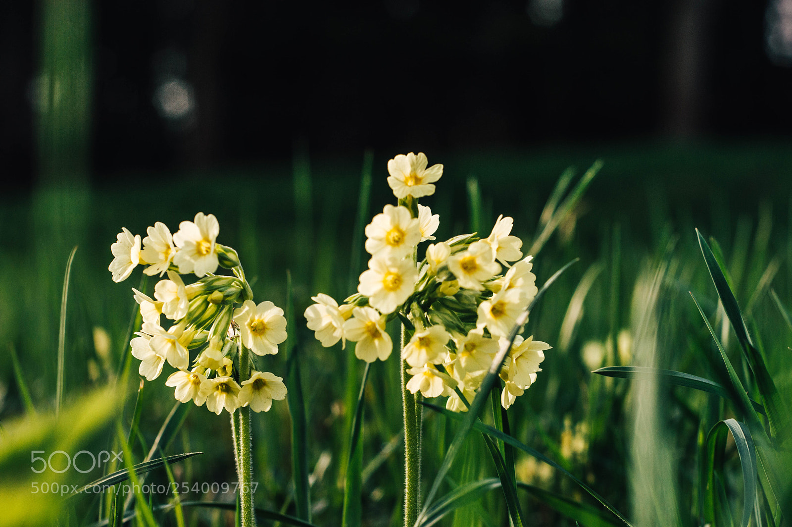Nikon D3200 sample photo. V trávě photography